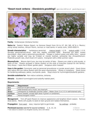 *Desert mock verbena – Glandularia gooddingii (glan-doo-LAIR-ee-uh good-ding-ee-eye )
Family: Verbenaceae (Verbena Family)
Native to: Eastern Mojave Desert, ne Sonoran Desert from CA to UT, NV, NM, AZ & n. Mexico;
along sandy washes, canyon floors, ravines or road banks in sandy soils, 2000-6000 ft.
Growth characteristics: herbaceous perennial mature height: 1-2 ft. mature width: 1-3 ft.
Shrubby perennial/sub-shrub with low, slightly mounded habit. Branches are open, mostly
decumbent; often used a perennial groundcover. Foliage is medium green and softly hairy. Leaves
are highly variable and may be 3-lobed or merely toothed, somewhat like chrysanthemum.
Moderate growth rate, short-lived (3-5 years). Evergreen with a little summer water.
Blooms/fruits: Blooms April-June, but may be earlier of later. Flowers are violet or pink-purple, in
parts of five. Flowers grouped in dense clusters at the ends of branches (typical for the family).
Very showy – looks like a flower garden plant. Gorgeous when massed!
Uses in the garden: Commonly used as perennial groundcover or purple accent plant. Good choice
with native and non-native flowers with the same requirements. Showy in containers. Good choice
for bordering walkways, patios, courtyards, pools. Good choice for hummingbird/butterfly gardens.
Sensible substitute for: Non-native verbenas, lantanas.
Attracts: Excellent hummingbird and butterfly habitat plant.
Requirements:
Element Requirement
Sun Full sun to part-shade.
Soil Well-drained soil a must; any local pH.
Water Infrequent to moderate summer water ; Water Zone 2 or 2-3 in well-drained soils.
Fertilizer None needed, except light dose if grown in containers.
Other None/inorganic mulch.
Management: Trim off spent flowers to improve appearance and lengthen bloom season. Remove
dead plants. Plants will usually re-seed on bare ground and replace themselves.
Propagation: from seed: easy; requires light to germinate by cuttings: probably
Plant/seed sources (see list for source numbers): 3, 8, 13, 16 7/30/14
* not native to western Los Angeles County, but a CA native © Project SOUND
 