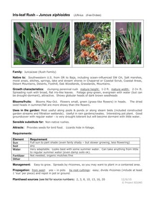 Iris-leaf Rush – Juncus xiphioides

(JUN-kus zif-ee-OI-dees)

Family: Juncaceae (Rush Family)
Native to: Southwestern U.S. from OR to Baja, including ocean-influenced SW CA; Salt marshes,
moist areas, ditches, springs, lake and stream shores in Chaparral or Coastal Scrub, Coastal Areas,
Desert Mountains, Deserts, Foothill, Oak Woodlands, Grasslands, Mountains.
clumping perennial rush mature height: 1-2 ft. mature width: 2-3+ ft.
Spreading rush with broad, flat iris-like leaves. Foliage grey-green, evergreen with water (but can
be drought-dormant), attractive. Showy globular heads of dark brown seedheads

Growth characteristics:

Blooms May-Oct. Flowers small, green (grass-like flowers) in heads.
seed heads in summer/fall are more showy than the flowers.

Blooms/fruits:

The dried

Uses in the garden: Most useful along pools & ponds or along steam beds (included constructed
garden streams and filtration wetlands). Useful in rain gardens/swales. Interesting pot plant. Good
groundcover with regular water - is very drought tolerant but will become dormant with little water.

Sensible substitute for: Non-native rushes.
Attracts: Provides seeds for bird food. Lizards hide in foliage.
Requirements:
Element
Sun
Soil
Water
Fertilizer
Other

Requirement

Full sun to part shade (even fairly shady – but slower growing, less flowering)
any
Very adaptable. Looks best with some summer water. Can take anything from little
to regular summer water (even damp soils ok).
Not needed; organic mulches fine

Management:

Easy to grow. Spreads by rhizomes, so you may want to plant in a contained area.

Propagation: from seed:

yes – in pots
by root cuttings: easy; divide rhizomes (include at least
1 ‘eye’ per piece) and repot in pot or ground.

Plant/seed sources (see list for source numbers): 2, 3, 8, 10, 13, 16, 20

12/6/10
© Project SOUND

 