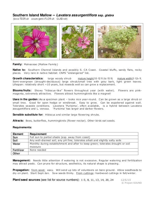 Gardening Sheet Lavatera Assurgentiflora