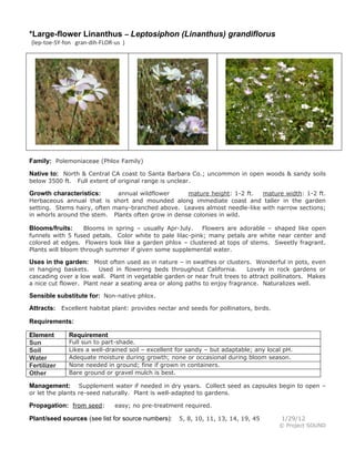 *Large-flower Linanthus – Leptosiphon (Linanthus) grandiflorus
(lep-toe-SY-fon gran-dih-FLOR-us )

Family: Polemoniaceae (Phlox Family)
Native to: North & Central CA coast to Santa Barbara Co.; uncommon in open woods & sandy soils
below 3500 ft.

Full extent of original range is unclear.

annual wildflower
mature height: 1-2 ft.
mature width: 1-2 ft.
Herbaceous annual that is short and mounded along immediate coast and taller in the garden
setting. Stems hairy, often many-branched above. Leaves almost needle-like with narrow sections;
in whorls around the stem. Plants often grow in dense colonies in wild.

Growth characteristics:

Blooms in spring – usually Apr-July.
Flowers are adorable – shaped like open
funnels with 5 fused petals. Color white to pale lilac-pink; many petals are white near center and
colored at edges. Flowers look like a garden phlox – clustered at tops of stems. Sweetly fragrant.
Plants will bloom through summer if given some supplemental water.

Blooms/fruits:

Uses in the garden: Most often used as in nature – in swathes or clusters. Wonderful in pots, even
in hanging baskets.
Used in flowering beds throughout California.
Lovely in rock gardens or
cascading over a low wall. Plant in vegetable garden or near fruit trees to attract pollinators. Makes
a nice cut flower. Plant near a seating area or along paths to enjoy fragrance. Naturalizes well.

Sensible substitute for: Non-native phlox.
Attracts: Excellent habitat plant: provides nectar and seeds for pollinators, birds.
Requirements:
Element
Sun
Soil
Water
Fertilizer
Other

Requirement

Full sun to part-shade.
Likes a well-drained soil – excellent for sandy – but adaptable; any local pH.
Adequate moisture during growth; none or occasional during bloom season.
None needed in ground; fine if grown in containers.
Bare ground or gravel mulch is best.

Supplement water if needed in dry years. Collect seed as capsules begin to open –
or let the plants re-seed naturally. Plant is well-adapted to gardens.

Management:

Propagation: from seed:

easy; no pre-treatment required.

Plant/seed sources (see list for source numbers):

5, 8, 10, 11, 13, 14, 19, 45

1/29/12
© Project SOUND

 