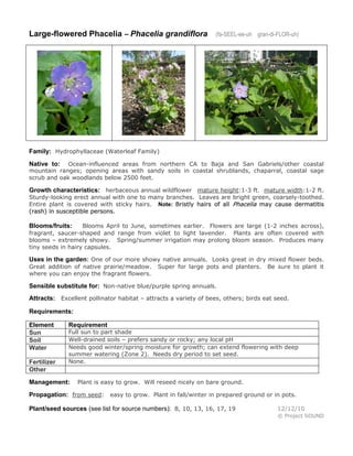 Large-flowered Phacelia – Phacelia grandiflora

(fa-SEEL-ee-uh gran-di-FLOR-uh)

Family: Hydrophyllaceae (Waterleaf Family)
Ocean-influenced areas from northern CA to Baja and San Gabriels/other coastal
mountain ranges; opening areas with sandy soils in coastal shrublands, chaparral, coastal sage
scrub and oak woodlands below 2500 feet.

Native to:

Growth characteristics: herbaceous annual wildflower mature height:1-3 ft. mature width:1-2 ft.

Sturdy-looking erect annual with one to many branches. Leaves are bright green, coarsely-toothed.
Entire plant is covered with sticky hairs. Note: Bristly hairs of all Phacelia may cause dermatitis
(rash) in susceptible persons.
Blooms April to June, sometimes earlier. Flowers are large (1-2 inches across),
fragrant, saucer-shaped and range from violet to light lavender. Plants are often covered with
blooms – extremely showy. Spring/summer irrigation may prolong bloom season. Produces many
tiny seeds in hairy capsules.

Blooms/fruits:

Uses in the garden: One of our more showy native annuals. Looks great in dry mixed flower beds.
Great addition of native prairie/meadow.
where you can enjoy the fragrant flowers.

Super for large pots and planters.

Be sure to plant it

Sensible substitute for: Non-native blue/purple spring annuals.
Attracts: Excellent pollinator habitat – attracts a variety of bees, others; birds eat seed.
Requirements:
Element
Sun
Soil
Water
Fertilizer
Other

Requirement

Full sun to part shade
Well-drained soils – prefers sandy or rocky; any local pH
Needs good winter/spring moisture for growth; can extend flowering with deep
summer watering (Zone 2). Needs dry period to set seed.
None.

Management:

Plant is easy to grow. Will reseed nicely on bare ground.

Propagation: from seed: easy to grow. Plant in fall/winter in prepared ground or in pots.
Plant/seed sources (see list for source numbers): 8, 10, 13, 16, 17, 19

12/12/10
© Project SOUND

 