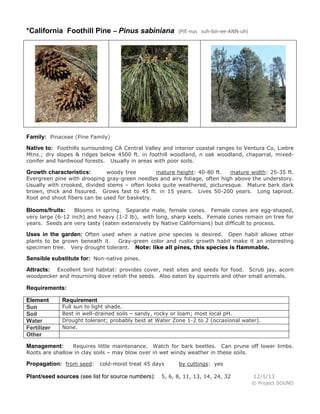 *California Foothill Pine – Pinus sabiniana

(PIE-nus suh-bin-ee-ANN-uh)

Family: Pinaceae (Pine Family)
Native to: Foothills surrounding CA Central Valley and interior coastal ranges to Ventura Co, Liebre

Mtns.; dry slopes & ridges below 4500 ft. in foothill woodland, n oak woodland, chaparral, mixedconifer and hardwood forests. Usually in areas with poor soils.
woody tree
mature height: 40-80 ft.
mature width: 25-35 ft.
Evergreen pine with drooping gray-green needles and airy foliage, often high above the understory.
Usually with crooked, divided stems – often looks quite weathered, picturesque. Mature bark dark
brown, thick and fissured. Grows fast to 45 ft. in 15 years. Lives 50-200 years. Long taproot.
Root and shoot fibers can be used for basketry.

Growth characteristics:

Blooms in spring. Separate male, female cones. Female cones are egg-shaped,
very large (6-12 inch) and heavy (1-2 lb), with long, sharp keels. Female cones remain on tree for
years. Seeds are very tasty (eaten extensively by Native Californians) but difficult to process.

Blooms/fruits:

Uses in the garden: Often used when a native pine species is desired. Open habit allows other
plants to be grown beneath it.
Gray-green color and rustic growth habit make it an interesting
specimen tree. Very drought tolerant. Note: like all pines, this species is flammable.

Sensible substitute for: Non-native pines.
Excellent bird habitat: provides cover, nest sites and seeds for food. Scrub jay, acorn
woodpecker and mourning dove relish the seeds. Also eaten by squirrels and other small animals.

Attracts:

Requirements:
Element
Sun
Soil
Water
Fertilizer
Other

Requirement

Full sun to light shade.
Best in well-drained soils – sandy, rocky or loam; most local pH.
Drought tolerant; probably best at Water Zone 1-2 to 2 (occasional water).
None.

Requires little maintenance. Watch for bark beetles. Can prune off lower limbs.
Roots are shallow in clay soils – may blow over in wet windy weather in these soils.

Management:

Propagation: from seed: cold-moist treat 45 days
Plant/seed sources (see list for source numbers):

by cuttings: yes

5, 6, 8, 11, 13, 14, 24, 32

12/1/13
© Project SOUND

 