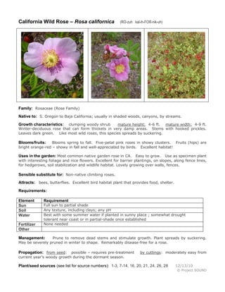 California Wild Rose – Rosa californica

(RO-zuh kal-ih-FOR-nik-uh)

Family: Rosaceae (Rose Family)
Native to: S. Oregon to Baja California; usually in shaded woods, canyons, by streams.
clumping woody shrub
mature height: 4-6 ft. mature width: 4-9 ft.
Winter-deciduous rose that can form thickets in very damp areas. Stems with hooked prickles.
Leaves dark green. Like most wild roses, this species spreads by suckering.

Growth characteristics:

Blooms spring to fall. Five-petal pink roses in showy clusters. Fruits (hips) are
bright orange-red – showy in fall and well-appreciated by birds. Excellent habitat!

Blooms/fruits:

Uses in the garden: Most common native garden rose in CA. Easy to grow.

Use as specimen plant
with interesting foliage and nice flowers. Excellent for barrier plantings, on slopes, along fence lines,
for hedgerows, soil stabilization and wildlife habitat. Lovely growing over walls, fences.

Sensible substitute for: Non-native climbing roses.
Attracts: bees, butterflies. Excellent bird habitat plant that provides food, shelter.
Requirements:
Element
Sun
Soil
Water
Fertilizer
Other

Requirement

Full sun to partial shade
Any texture, including clays; any pH
Best with some summer water if planted in sunny place ; somewhat drought
tolerant near coast or in partial-shade once established
None needed

Prune to remove dead stems and stimulate growth. Plant spreads by suckering.
May be severely pruned in winter to shape. Remarkably disease-free for a rose.

Management:

Propagation: from seed:

possible – requires pre-treatment
current year’s woody growth during the dormant season.

by cuttings: moderately easy from

Plant/seed sources (see list for source numbers): 1-3, 7-14, 16, 20, 21, 24, 26, 28

12/13/10
© Project SOUND

 