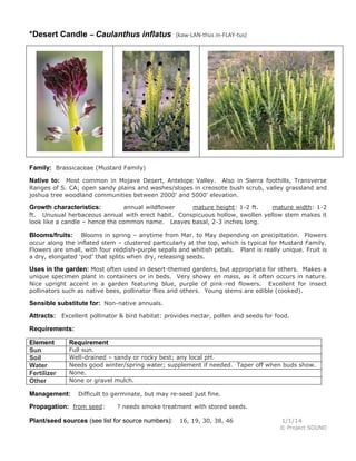 *Desert Candle – Caulanthus inflatus

(kaw-LAN-thus in-FLAY-tus)

Family: Brassicaceae (Mustard Family)
Native to: Most common in Mojave Desert, Antelope Valley. Also in Sierra foothills, Transverse
Ranges of S. CA; open sandy plains and washes/slopes in creosote bush scrub, valley grassland and
joshua tree woodland communities between 2000' and 5000' elevation.
annual wildflower
mature height: 1-2 ft.
mature width: 1-2
ft. Unusual herbaceous annual with erect habit. Conspicuous hollow, swollen yellow stem makes it
look like a candle – hence the common name. Leaves basal, 2-3 inches long.

Growth characteristics:

Blooms in spring – anytime from Mar. to May depending on precipitation. Flowers
occur along the inflated stem – clustered particularly at the top, which is typical for Mustard Family.
Flowers are small, with four reddish-purple sepals and whitish petals. Plant is really unique. Fruit is
a dry, elongated ‘pod’ that splits when dry, releasing seeds.

Blooms/fruits:

Uses in the garden: Most often used in desert-themed gardens, but appropriate for others. Makes a
unique specimen plant in containers or in beds. Very showy en mass, as it often occurs in nature.
Nice upright accent in a garden featuring blue, purple of pink-red flowers. Excellent for insect
pollinators such as native bees, pollinator flies and others. Young stems are edible (cooked).

Sensible substitute for: Non-native annuals.
Attracts: Excellent pollinator & bird habitat: provides nectar, pollen and seeds for food.
Requirements:
Element
Sun
Soil
Water
Fertilizer
Other

Requirement

Full sun.
Well-drained – sandy or rocky best; any local pH.
Needs good winter/spring water; supplement if needed. Taper off when buds show.
None.
None or gravel mulch.

Management:

Difficult to germinate, but may re-seed just fine.

Propagation: from seed:

? needs smoke treatment with stored seeds.

Plant/seed sources (see list for source numbers):

16, 19, 30, 38, 46

1/1/14
© Project SOUND

 