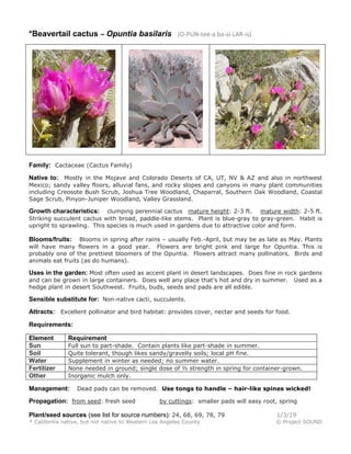 *Beavertail cactus – Opuntia basilaris (O-PUN-tee-a ba-si-LAR-is)
Family: Cactaceae (Cactus Family)
Native to: Mostly in the Mojave and Colorado Deserts of CA, UT, NV & AZ and also in northwest
Mexico; sandy valley floors, alluvial fans, and rocky slopes and canyons in many plant communities
including Creosote Bush Scrub, Joshua Tree Woodland, Chaparral, Southern Oak Woodland, Coastal
Sage Scrub, Pinyon-Juniper Woodland, Valley Grassland.
Growth characteristics: clumping perennial cactus mature height: 2-3 ft. mature width: 2-5 ft.
Striking succulent cactus with broad, paddle-like stems. Plant is blue-gray to gray-green. Habit is
upright to sprawling. This species is much used in gardens due to attractive color and form.
Blooms/fruits: Blooms in spring after rains – usually Feb.-April, but may be as late as May. Plants
will have many flowers in a good year. Flowers are bright pink and large for Opuntia. This is
probably one of the prettiest bloomers of the Opuntia. Flowers attract many pollinators. Birds and
animals eat fruits (as do humans).
Uses in the garden: Most often used as accent plant in desert landscapes. Does fine in rock gardens
and can be grown in large containers. Does well any place that’s hot and dry in summer. Used as a
hedge plant in desert Southwest. Fruits, buds, seeds and pads are all edible.
Sensible substitute for: Non-native cacti, succulents.
Attracts: Excellent pollinator and bird habitat: provides cover, nectar and seeds for food.
Requirements:
Element Requirement
Sun Full sun to part-shade. Contain plants like part-shade in summer.
Soil Quite tolerant, though likes sandy/gravelly soils; local pH fine.
Water Supplement in winter as needed; no summer water.
Fertilizer None needed in ground; single dose of ½ strength in spring for container-grown.
Other Inorganic mulch only.
Management: Dead pads can be removed. Use tongs to handle – hair-like spines wicked!
Propagation: from seed: fresh seed by cuttings: smaller pads will easy root, spring
Plant/seed sources (see list for source numbers): 24, 68, 69, 78, 79 1/3/19
* California native, but not native to Western Los Angeles County © Project SOUND
 