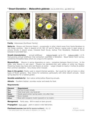 * Desert Dandelion – Malacothrix glabrata                  (ma-la-KOH-thrix gla-BRAY-ta)




Family: Asteraceae (Sunflower Family)
Native to: Mojave and Sonoran Desert – occasionally in other inland areas from Santa Barabara to
San Diego counties. Also in deserts of ID, OR, UT and N. Mexico; coarse soils in open areas or
among shrubs in desert areas, Creosote Bush Scrub, Joshua Tree Woodland, Shadscale Scrub
between 0 and 6000 feet .

Growth characteristics:    annual wildflower      mature height: up to 2 ft. mature width: 1-2 ft.
Fast-growing annual wildflower that somewhat resembles a dandelion. Basal leaves have narrow,
sometimes threadlike lobes which are unique to the species.

Blooms/fruits:   Blooms in spring depending on rains – sometime between March & June. In the
wilds, only blooms in wet years. Flowers are dandelion-like with yellow or white ray flowers.
Flowering heads may have pink-red flowers at center. Larger (heads to nearly 2 inches) & prettier
than common dandelion. Very showy when massed.

Uses in the garden: Mostly used in desert-themed gardens. But would be right at home in other
types of flower gardens. Nice choice for containers, particularly with other desert annuals. Good
spring bloomer for a habitat garden.

Sensible substitute for: Non-native white/yellow-flowering annuals.
Attracts: Excellent habitat: provides nectar and seeds for food.

Requirements:

Element       Requirement
Sun           Full sun to part-shade.
Soil          Most local soils; any local pH.
Water         Needs good winter-spring water; dry after that.
Fertilizer    None needed.
Other         Best with inorganic mulch (gravel) or no mulch.

Management:      Fairly easy. Will re-seed on bare ground.

Propagation: from seed: plant in place in late fall/winter.

Plant/seed sources (see list for source numbers): 10, 13                              4/3/13
* CA native plant but not native to Western L.A. county                              © Project SOUND
 
