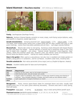 Island Alumroot – Heuchera maxima (HOY (HEW)-ker-uh MAKS-ih-muh )
Family: Saxifragaceae (Saxifrage Family)
Native to: Northern Channel Islands; primarily on moist, shady, north-facing canyon bottoms, walls,
and seacliffs in chaparral, coastal sage scrub.
Growth characteristics: clumping perennial rush mature height: 1-3 ft. mature width: 1-3 ft.
The lobed, heart-shaped green leaves form a basal clump and are often mottled with gray or pale
green markings. Leaves have long stalks (petioles) and are hairy. Leaf edges coarsely toothed.
Blooms/fruits: Blooms late winter to mid-spring. Numerous small white/pink bell-shaped flowers
on stalk held above the foliage. Hybrids between H maxima and H sanguinea range in color from
light to blight pink, magenta – very showy. Hybrids include 'Genevieve' (rose-magenta), 'Opal'
(white), 'Santa Ana Cardinal' (large red), 'Susanna' (red), and 'Wendy' (pink) all developed at the
Rancho Santa Ana Botanic Garden. Hybrids are readily available (see sources).
Uses in the garden: Often used as a groundcover, but also nice in woodland and shade gardens or
borders, along paths or in containers , and for cut flowers. Excellent under trees, including oaks.
Sensible substitute for: Non-native periwinkle (Vinca major) and ivy (English & Algerian; Hedera)
Attracts: Excellent habitat plant for bees and hummingbirds.
Requirements:
Element Requirement
Sun Full sun on the coast, part to full shade anywhere
Soil Well-drained soils; any pH except very acidic
Water regular water to establish, then water 2-4 times per month to keep nice looking in
summer. Very drought tolerant in shade, but won’t look as nice without water.
Fertilizer Light application of organic fertilizers or mulch
Other
Management: Mulch, remove spend flower stalks for prolonged bloom and looks. Usually need
dividing every four or five years (when blooming decreases). Divisions best done in early Spring.
Plant self-seeds.
Propagation: from seed: in spring by divisions: easy in early spring before growth spurt.
Plant/seed sources (see list for source numbers): 1, 3, 7, 8, 11, 13, 14, 20, 24 2/16/11
* CA native plant but not native to Western L.A. Co. © Project SOUND
 