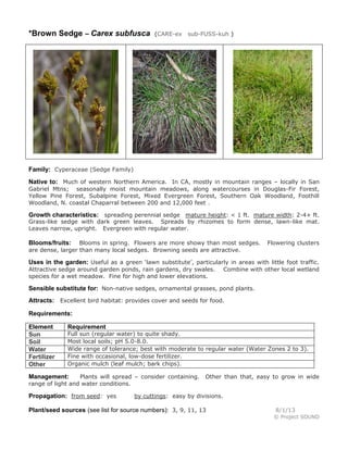 *Brown Sedge – Carex subfusca (CARE-ex sub-FUSS-kuh )
Family: Cyperaceae (Sedge Family)
Native to: Much of western Northern America. In CA, mostly in mountain ranges – locally in San
Gabriel Mtns; seasonally moist mountain meadows, along watercourses in Douglas-Fir Forest,
Yellow Pine Forest, Subalpine Forest, Mixed Evergreen Forest, Southern Oak Woodland, Foothill
Woodland, N. coastal Chaparral between 200 and 12,000 feet .
Growth characteristics: spreading perennial sedge mature height: < 1 ft. mature width: 2-4+ ft.
Grass-like sedge with dark green leaves. Spreads by rhizomes to form dense, lawn-like mat.
Leaves narrow, upright. Evergreen with regular water.
Blooms/fruits: Blooms in spring. Flowers are more showy than most sedges. Flowering clusters
are dense, larger than many local sedges. Browning seeds are attractive.
Uses in the garden: Useful as a green ‘lawn substitute’, particularly in areas with little foot traffic.
Attractive sedge around garden ponds, rain gardens, dry swales. Combine with other local wetland
species for a wet meadow. Fine for high and lower elevations.
Sensible substitute for: Non-native sedges, ornamental grasses, pond plants.
Attracts: Excellent bird habitat: provides cover and seeds for food.
Requirements:
Element Requirement
Sun Full sun (regular water) to quite shady.
Soil Most local soils; pH 5.0-8.0.
Water Wide range of tolerance; best with moderate to regular water (Water Zones 2 to 3).
Fertilizer Fine with occasional, low-dose fertilizer.
Other Organic mulch (leaf mulch; bark chips).
Management: Plants will spread – consider containing. Other than that, easy to grow in wide
range of light and water conditions.
Propagation: from seed: yes by cuttings: easy by divisions.
Plant/seed sources (see list for source numbers): 3, 9, 11, 13 8/1/13
© Project SOUND
 
