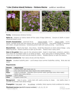 * Lilac (Cedros Island) Verbena – Verbena lilacina (ver-BEE-nuh lie-luh-SEE-nuh)
Family: Verbenaceae (Verbena Family)
Native to: Endemic to Cedros Island off the coast of Baja California. Canyons & bluffs in ocean-
influenced desert scrub.
Growth characteristics: perennial shrub mature height: 2-4 ft. mature width: 3-5 ft.
Dense, rounded shrub with lacy leaves and up-curving branches. Gray-green foliage is evergreen
with water; drought deciduous. Contained growth habit with yearly pruning – neat looking.
Blooms/fruits: Blooms Apr-Sept. Very showy. Small lilac blossoms on stems above foliage. Long
blooming period – flowers continue to open up the stem. Flowers have a spicy scent.
Uses in the garden: Many uses for this attractive plant. Good in mixed beds, containers, planters.
Fine choice for foundation plant or on banks & slopes. Even does great in hanging baskets. Place
where you can enjoy the scent and the butterfly visitors. Reliable bloomer to span the seasons.
Sensible substitute for: Non-native shrubs with lilac flowers.
Attracts: Excellent butterfly plant – you’ll always have summer butterflies visiting. Birds also eat
seeds.
Requirements:
Element Requirement
Sun Full sun best; light shade also ok
Soil Any well-drained soil; clays require very careful watering.
Water Little to moderate. Tolerates some summer water (perhaps every other week)
better than many natives.
Fertilizer None needed
Other Organic mulch fine
Management: Easy to grow. Looks best with yearly pruning to shape. Can lightly shear in
summer to promote more dense foliage.
Propagation: from seed: yes by cuttings: probably; likely requires moist conditions for rooting.
Plant/seed sources (see list for source numbers): 1, 8, 11, 13, 14 2/15/11
* Native to Baja CA © Project SOUND
 