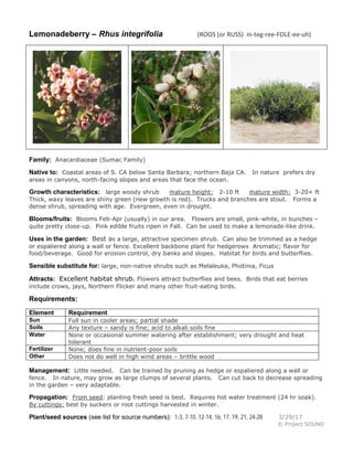 Lemonadeberry – Rhus integrifolia (ROOS (or RUSS) in-teg-ree-FOLE-ee-uh)
Family: Anacardiaceae (Sumac Family)
Native to: Coastal areas of S. CA below Santa Barbara; northern Baja CA. In nature prefers dry
areas in canyons, north-facing slopes and areas that face the ocean.
Growth characteristics: large woody shrub mature height: 2-10 ft mature width: 3-20+ ft
Thick, waxy leaves are shiny green (new growth is red). Trucks and branches are stout. Forms a
dense shrub, spreading with age. Evergreen, even in drought.
Blooms/fruits: Blooms Feb-Apr (usually) in our area. Flowers are small, pink-white, in bunches –
quite pretty close-up. Pink edible fruits ripen in Fall. Can be used to make a lemonade-like drink.
Uses in the garden: Best as a large, attractive specimen shrub. Can also be trimmed as a hedge
or espaliered along a wall or fence. Excellent backbone plant for hedgerows Aromatic; flavor for
food/beverage. Good for erosion control, dry banks and slopes. Habitat for birds and butterflies.
Sensible substitute for: large, non-native shrubs such as Melaleuka, Photinia, Ficus
Attracts: Excellent habitat shrub. Flowers attract butterflies and bees. Birds that eat berries
include crows, jays, Northern Flicker and many other fruit-eating birds.
Requirements:
Element Requirement
Sun Full sun in cooler areas; partial shade
Soils Any texture – sandy is fine; acid to alkali soils fine
Water None or occasional summer watering after establishment; very drought and heat
tolerant
Fertilizer None; does fine in nutrient-poor soils
Other Does not do well in high wind areas – brittle wood
Management: Little needed. Can be trained by pruning as hedge or espaliered along a wall or
fence. In nature, may grow as large clumps of several plants. Can cut back to decrease spreading
in the garden – very adaptable.
Propagation: From seed: planting fresh seed is best. Requires hot water treatment (24 hr soak).
By cuttings: best by suckers or root cuttings harvested in winter.
Plant/seed sources (see list for source numbers): 1-3, 7-10, 12-14, 16, 17, 19, 21, 24-28 3/29/17
© Project SOUND
 