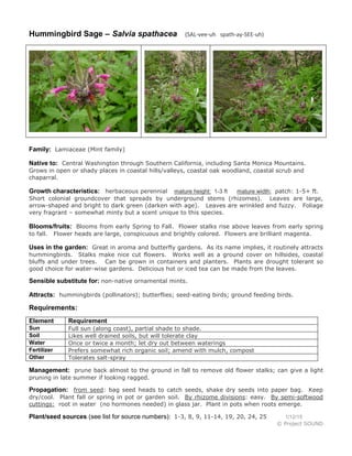 Hummingbird Sage – Salvia spathacea (SAL-vee-uh spath-ay-SEE-uh)
Family: Lamiaceae (Mint family)
Native to: Central Washington through Southern California, including Santa Monica Mountains.
Grows in open or shady places in coastal hills/valleys, coastal oak woodland, coastal scrub and
chaparral.
Growth characteristics: herbaceous perennial mature height: 1-3 ft mature width: patch: 1-5+ ft.
Short colonial groundcover that spreads by underground stems (rhizomes). Leaves are large,
arrow-shaped and bright to dark green (darken with age). Leaves are wrinkled and fuzzy. Foliage
very fragrant – somewhat minty but a scent unique to this species.
Blooms/fruits: Blooms from early Spring to Fall. Flower stalks rise above leaves from early spring
to fall. Flower heads are large, conspicuous and brightly colored. Flowers are brilliant magenta.
Uses in the garden: Great in aroma and butterfly gardens. As its name implies, it routinely attracts
hummingbirds. Stalks make nice cut flowers. Works well as a ground cover on hillsides, coastal
bluffs and under trees. Can be grown in containers and planters. Plants are drought tolerant so
good choice for water-wise gardens. Delicious hot or iced tea can be made from the leaves.
Sensible substitute for: non-native ornamental mints.
Attracts: hummingbirds (pollinators); butterflies; seed-eating birds; ground feeding birds.
Requirements:
Element Requirement
Sun Full sun (along coast), partial shade to shade.
Soil Likes well drained soils, but will tolerate clay
Water Once or twice a month; let dry out between waterings
Fertilizer Prefers somewhat rich organic soil; amend with mulch, compost
Other Tolerates salt-spray
Management: prune back almost to the ground in fall to remove old flower stalks; can give a light
pruning in late summer if looking ragged.
Propagation: from seed: bag seed heads to catch seeds, shake dry seeds into paper bag. Keep
dry/cool. Plant fall or spring in pot or garden soil. By rhizome divisions: easy. By semi-softwood
cuttings: root in water (no hormones needed) in glass jar. Plant in pots when roots emerge.
Plant/seed sources (see list for source numbers): 1-3, 8, 9, 11-14, 19, 20, 24, 25 1/12/15
© Project SOUND
 