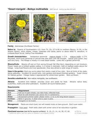 *Desert marigold – Baileya multiradiata (BAY-lee-uh mul-ty-ray-dee-AH-tuh)
Family: Asteraceae (Sunflower Family)
Native to: Deserts of Southwestern U.S. from TX, CA, UT & NV to northern Mexico. In CA, in the
Mojave Desert; stony slopes, mesas, roadsides and sandy plains to about 6000 ft. elevation, in
Creosote Bush Scrub, Joshua Tree Woodland.
Growth characteristics: herbaceous perennial mature height: 1-2 ft. mature width: 1-2 ft.
Mounded, short-lived perennial or annual that dies back with fall drought. Leaves gray-green, lacy
and very hairy. The foliage is mostly in a neat basal rosette. Looks like a garden perennial.
Blooms/fruits: Blooms off and on from spring through fall (Mar-Nov), depending on soil moisture.
Flower heads are a brilliant golden-yellow, 1-2 inches in diameter; held on leafless stalks above the
foliage. Long-lived flowers are truly spectacular; they also attract a wide range of insects.
Uses in the garden: Most any sunny place that needs a spot of low color. Nice at fronts of dry beds,
along walkways. Excellent for accent pots, rock gardens and desert-themed gardens. Super choice
for habitat garden. Foliage makes it appropriate for white/moon garden. Nice cut flower.
Sensible substitute for: Non-native marigolds, low sunflowers.
Attracts: Excellent bird habitat: provides cover and seeds for food. Attracts native bees,
butterflies, moths and other pollinators. Excellent all-round habitat plant.
Requirements:
Element Requirement
Sun Full sun to part-shade; can take heat, reflected heat.
Soil Must be well-drained (use cactus mix in containers);
Water Occasional summer water (Water Zone 1-2 to 2) for long bloom season.
Fertilizer None in ground; ½ dose once a year in pots.
Other Inorganic or no mulch.
Management: Plants are short-lived, but will reseed nicely on bare ground. Don’t over-water.
Propagation: from seed: fresh seed; plant with winter rains or let naturalize in garden.
Plant/seed sources (see list for source numbers): 8, 10, 13, 14, 16, 38, 47, 66 6/30/16
* California native, but not native to Western Los Angeles County © Project SOUND
 