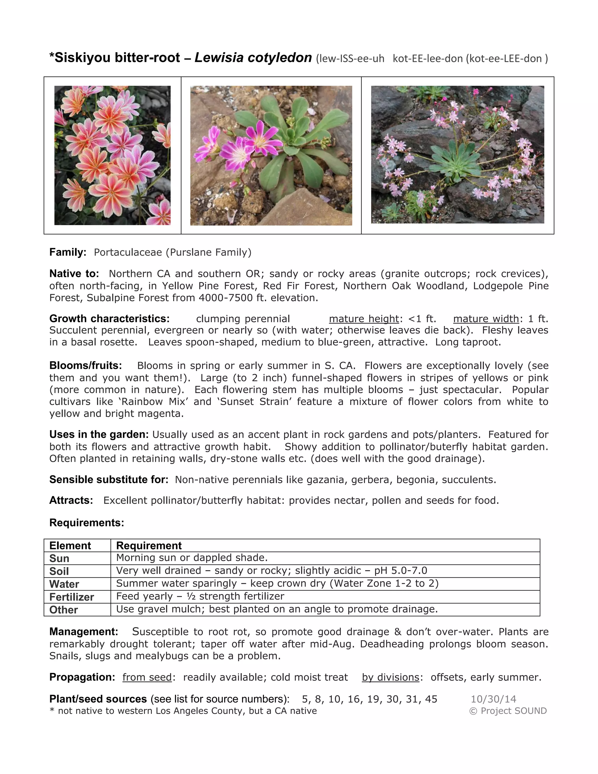*Siskiyou bitter-root – Lewisia cotyledon (lew-ISS-ee-uh kot-EE-lee-don (kot-ee-LEE-don ) 
Family: Portaculaceae (Purslane Family) 
Native to: Northern CA and southern OR; sandy or rocky areas (granite outcrops; rock crevices), often north-facing, in Yellow Pine Forest, Red Fir Forest, Northern Oak Woodland, Lodgepole Pine Forest, Subalpine Forest from 4000-7500 ft. elevation. 
Growth characteristics: clumping perennial mature height: <1 ft. mature width: 1 ft. Succulent perennial, evergreen or nearly so (with water; otherwise leaves die back). Fleshy leaves in a basal rosette. Leaves spoon-shaped, medium to blue-green, attractive. Long taproot. 
Blooms/fruits: Blooms in spring or early summer in S. CA. Flowers are exceptionally lovely (see them and you want them!). Large (to 2 inch) funnel-shaped flowers in stripes of yellows or pink (more common in nature). Each flowering stem has multiple blooms – just spectacular. Popular cultivars like ‘Rainbow Mix’ and ‘Sunset Strain’ feature a mixture of flower colors from white to yellow and bright magenta. 
Uses in the garden: Usually used as an accent plant in rock gardens and pots/planters. Featured for both its flowers and attractive growth habit. Showy addition to pollinator/buterfly habitat garden. Often planted in retaining walls, dry-stone walls etc. (does well with the good drainage). 
Sensible substitute for: Non-native perennials like gazania, gerbera, begonia, succulents. 
Attracts: Excellent pollinator/butterfly habitat: provides nectar, pollen and seeds for food. 
Requirements: 
Element 
Requirement 
Sun 
Morning sun or dappled shade. 
Soil 
Very well drained – sandy or rocky; slightly acidic – pH 5.0-7.0 
Water 
Summer water sparingly – keep crown dry (Water Zone 1-2 to 2) 
Fertilizer 
Feed yearly – ½ strength fertilizer 
Other 
Use gravel mulch; best planted on an angle to promote drainage. 
Management: Susceptible to root rot, so promote good drainage & don’t over-water. Plants are remarkably drought tolerant; taper off water after mid-Aug. Deadheading prolongs bloom season. Snails, slugs and mealybugs can be a problem. 
Propagation: from seed: readily available; cold moist treat by divisions: offsets, early summer. 
Plant/seed sources (see list for source numbers): 5, 8, 10, 16, 19, 30, 31, 45 10/30/14 
* not native to western Los Angeles County, but a CA native © Project SOUND 
