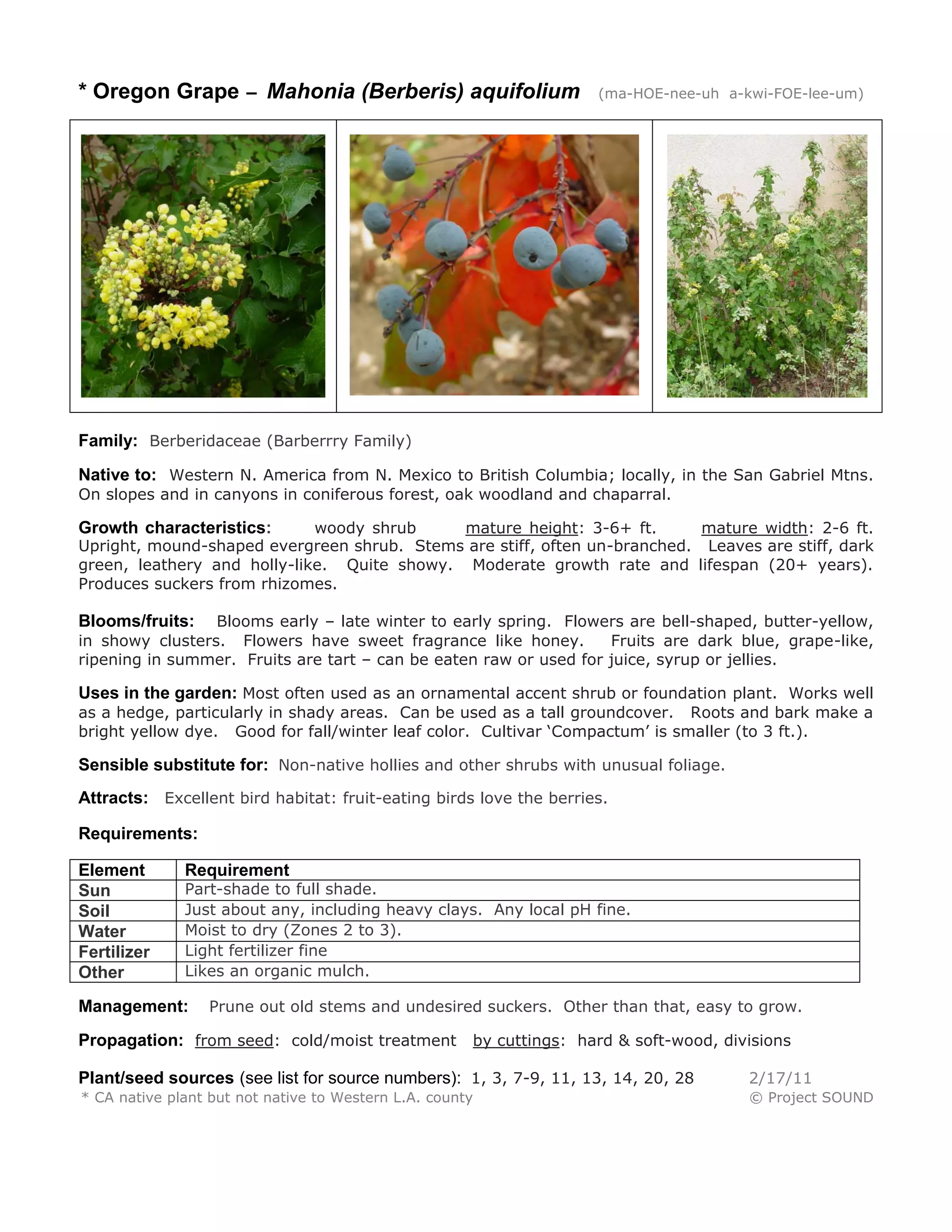 * Oregon Grape – Mahonia (Berberis) aquifolium (ma-HOE-nee-uh a-kwi-FOE-lee-um) 
Family: Berberidaceae (Barberrry Family) 
Native to: Western N. America from N. Mexico to British Columbia; locally, in the San Gabriel Mtns. On slopes and in canyons in coniferous forest, oak woodland and chaparral. 
Growth characteristics: woody shrub mature height: 3-6+ ft. mature width: 2-6 ft. Upright, mound-shaped evergreen shrub. Stems are stiff, often un-branched. Leaves are stiff, dark green, leathery and holly-like. Quite showy. Moderate growth rate and lifespan (20+ years). Produces suckers from rhizomes. 
Blooms/fruits: Blooms early – late winter to early spring. Flowers are bell-shaped, butter-yellow, in showy clusters. Flowers have sweet fragrance like honey. Fruits are dark blue, grape-like, ripening in summer. Fruits are tart – can be eaten raw or used for juice, syrup or jellies. 
Uses in the garden: Most often used as an ornamental accent shrub or foundation plant. Works well as a hedge, particularly in shady areas. Can be used as a tall groundcover. Roots and bark make a bright yellow dye. Good for fall/winter leaf color. Cultivar ‘Compactum’ is smaller (to 3 ft.). 
Sensible substitute for: Non-native hollies and other shrubs with unusual foliage. 
Attracts: Excellent bird habitat: fruit-eating birds love the berries. 
Requirements: 
Element 
Requirement 
Sun 
Part-shade to full shade. 
Soil 
Just about any, including heavy clays. Any local pH fine. 
Water 
Moist to dry (Zones 2 to 3). 
Fertilizer 
Light fertilizer fine 
Other 
Likes an organic mulch. 
Management: Prune out old stems and undesired suckers. Other than that, easy to grow. 
Propagation: from seed: cold/moist treatment by cuttings: hard & soft-wood, divisions 
Plant/seed sources (see list for source numbers): 1, 3, 7-9, 11, 13, 14, 20, 28 2/17/11 
* CA native plant but not native to Western L.A. county © Project SOUND 
 