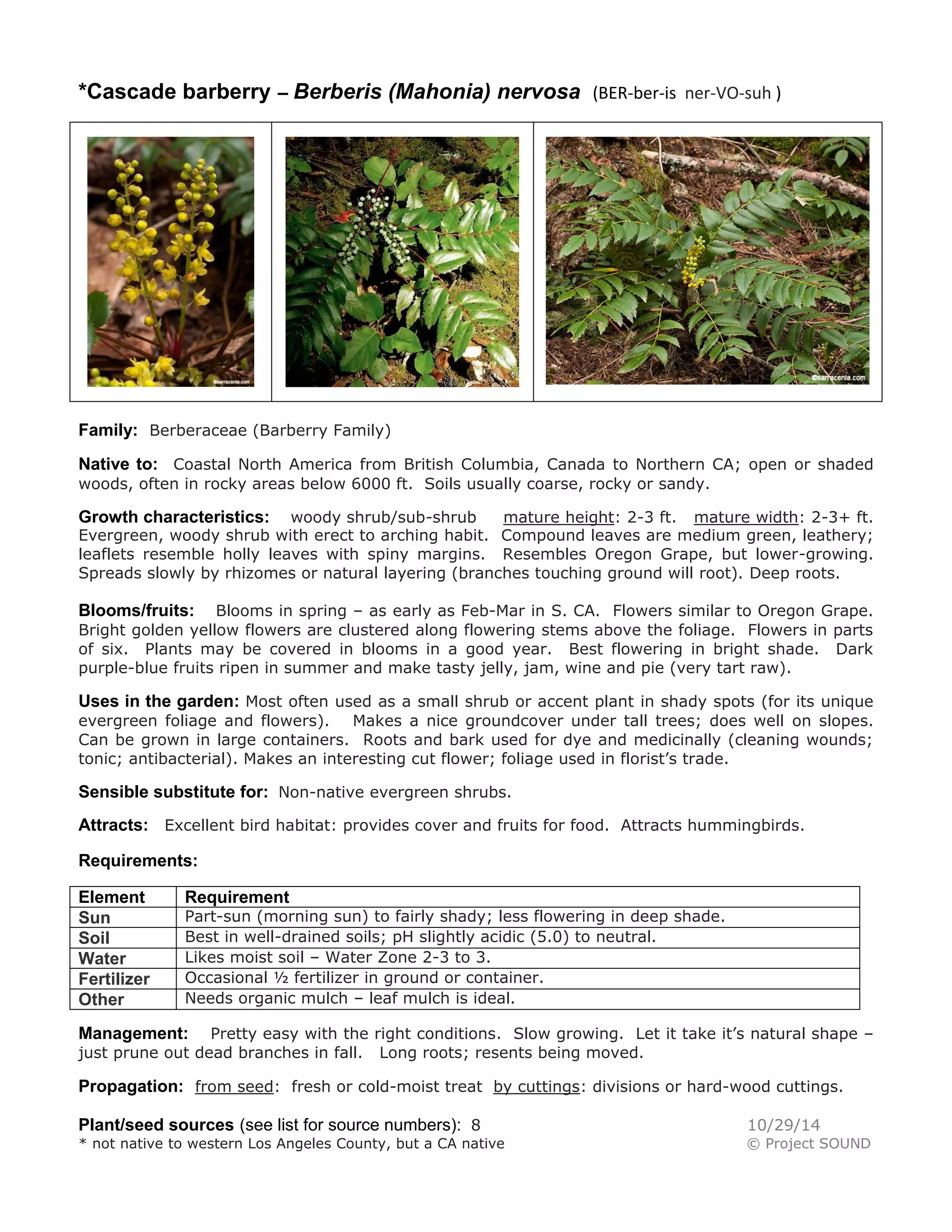 *Cascade barberry – Berberis (Mahonia) nervosa (BER-ber-is ner-VO-suh ) 
Family: Berberaceae (Barberry Family) 
Native to: Coastal North America from British Columbia, Canada to Northern CA; open or shaded woods, often in rocky areas below 6000 ft. Soils usually coarse, rocky or sandy. 
Growth characteristics: woody shrub/sub-shrub mature height: 2-3 ft. mature width: 2-3+ ft. Evergreen, woody shrub with erect to arching habit. Compound leaves are medium green, leathery; leaflets resemble holly leaves with spiny margins. Resembles Oregon Grape, but lower-growing. Spreads slowly by rhizomes or natural layering (branches touching ground will root). Deep roots. 
Blooms/fruits: Blooms in spring – as early as Feb-Mar in S. CA. Flowers similar to Oregon Grape. Bright golden yellow flowers are clustered along flowering stems above the foliage. Flowers in parts of six. Plants may be covered in blooms in a good year. Best flowering in bright shade. Dark purple-blue fruits ripen in summer and make tasty jelly, jam, wine and pie (very tart raw). 
Uses in the garden: Most often used as a small shrub or accent plant in shady spots (for its unique evergreen foliage and flowers). Makes a nice groundcover under tall trees; does well on slopes. Can be grown in large containers. Roots and bark used for dye and medicinally (cleaning wounds; tonic; antibacterial). Makes an interesting cut flower; foliage used in florist’s trade. 
Sensible substitute for: Non-native evergreen shrubs. 
Attracts: Excellent bird habitat: provides cover and fruits for food. Attracts hummingbirds. 
Requirements: 
Element 
Requirement 
Sun 
Part-sun (morning sun) to fairly shady; less flowering in deep shade. 
Soil 
Best in well-drained soils; pH slightly acidic (5.0) to neutral. 
Water 
Likes moist soil – Water Zone 2-3 to 3. 
Fertilizer 
Occasional ½ fertilizer in ground or container. 
Other 
Needs organic mulch – leaf mulch is ideal. 
Management: Pretty easy with the right conditions. Slow growing. Let it take it’s natural shape – just prune out dead branches in fall. Long roots; resents being moved. 
Propagation: from seed: fresh or cold-moist treat by cuttings: divisions or hard-wood cuttings. 
Plant/seed sources (see list for source numbers): 8 10/29/14 
* not native to western Los Angeles County, but a CA native © Project SOUND  