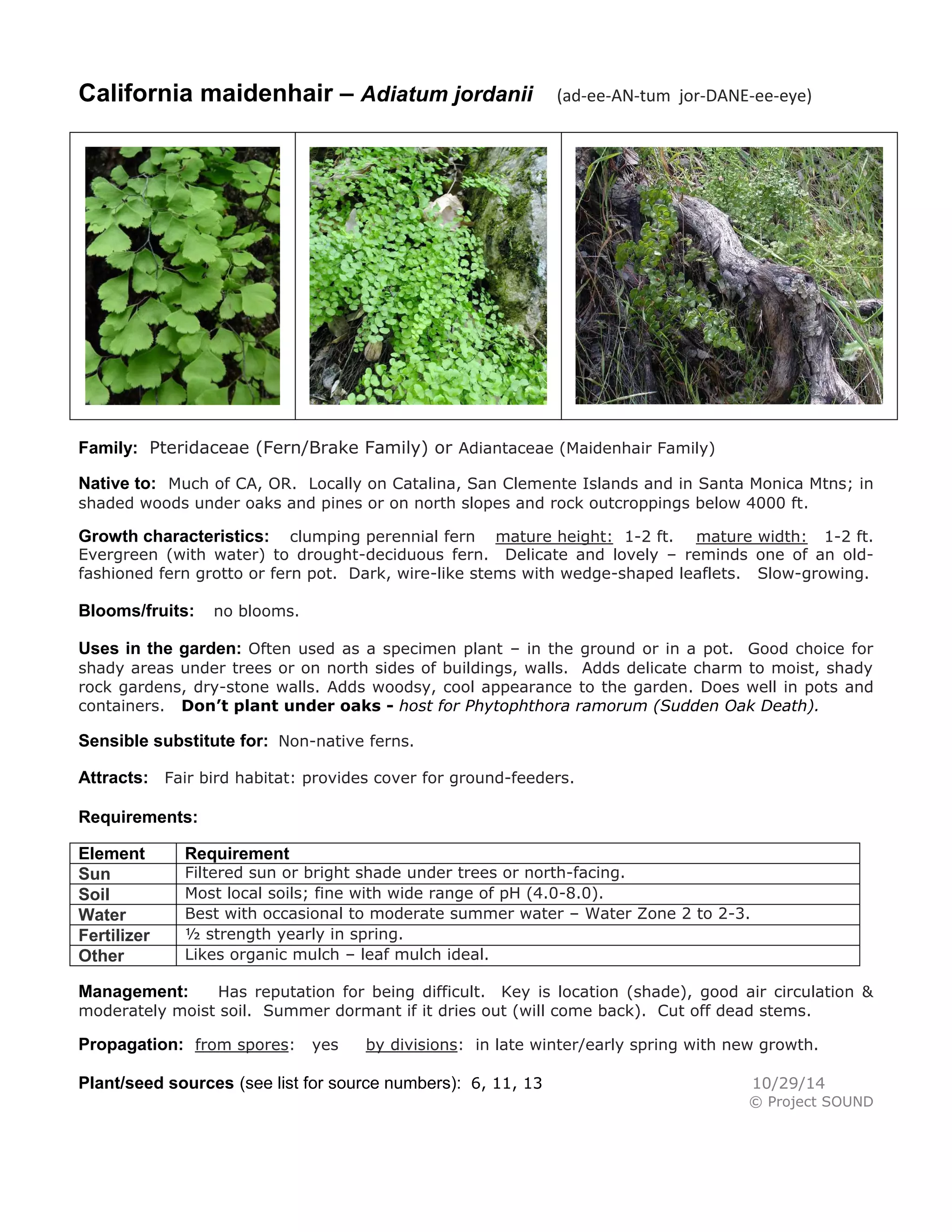 California maidenhair – Adiatum jordanii (ad-ee-AN-tum jor-DANE-ee-eye) 
Family: Pteridaceae (Fern/Brake Family) or Adiantaceae (Maidenhair Family) 
Native to: Much of CA, OR. Locally on Catalina, San Clemente Islands and in Santa Monica Mtns; in shaded woods under oaks and pines or on north slopes and rock outcroppings below 4000 ft. 
Growth characteristics: clumping perennial fern mature height: 1-2 ft. mature width: 1-2 ft. Evergreen (with water) to drought-deciduous fern. Delicate and lovely – reminds one of an old- fashioned fern grotto or fern pot. Dark, wire-like stems with wedge-shaped leaflets. Slow-growing. 
Blooms/fruits: no blooms. 
Uses in the garden: Often used as a specimen plant – in the ground or in a pot. Good choice for shady areas under trees or on north sides of buildings, walls. Adds delicate charm to moist, shady rock gardens, dry-stone walls. Adds woodsy, cool appearance to the garden. Does well in pots and containers. Don’t plant under oaks - host for Phytophthora ramorum (Sudden Oak Death). 
Sensible substitute for: Non-native ferns. 
Attracts: Fair bird habitat: provides cover for ground-feeders. 
Requirements: 
Element 
Requirement 
Sun 
Filtered sun or bright shade under trees or north-facing. 
Soil 
Most local soils; fine with wide range of pH (4.0-8.0). 
Water 
Best with occasional to moderate summer water – Water Zone 2 to 2-3. 
Fertilizer 
½ strength yearly in spring. 
Other 
Likes organic mulch – leaf mulch ideal. 
Management: Has reputation for being difficult. Key is location (shade), good air circulation & moderately moist soil. Summer dormant if it dries out (will come back). Cut off dead stems. 
Propagation: from spores: yes by divisions: in late winter/early spring with new growth. 
Plant/seed sources (see list for source numbers): 6, 11, 13 10/29/14 
© Project SOUND 
 