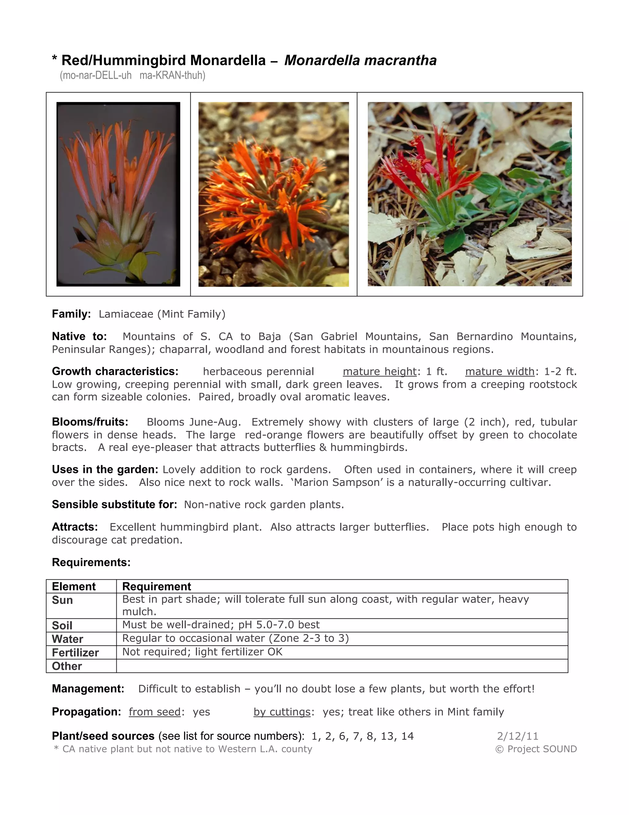 * Red/Hummingbird Monardella – Monardella macrantha 
(mo-nar-DELL-uh ma-KRAN-thuh) 
Family: Lamiaceae (Mint Family) 
Native to: Mountains of S. CA to Baja (San Gabriel Mountains, San Bernardino Mountains, Peninsular Ranges); chaparral, woodland and forest habitats in mountainous regions. 
Growth characteristics: herbaceous perennial mature height: 1 ft. mature width: 1-2 ft. Low growing, creeping perennial with small, dark green leaves. It grows from a creeping rootstock can form sizeable colonies. Paired, broadly oval aromatic leaves. 
Blooms/fruits: Blooms June-Aug. Extremely showy with clusters of large (2 inch), red, tubular flowers in dense heads. The large red-orange flowers are beautifully offset by green to chocolate bracts. A real eye-pleaser that attracts butterflies & hummingbirds. 
Uses in the garden: Lovely addition to rock gardens. Often used in containers, where it will creep over the sides. Also nice next to rock walls. ‘Marion Sampson’ is a naturally-occurring cultivar. 
Sensible substitute for: Non-native rock garden plants. 
Attracts: Excellent hummingbird plant. Also attracts larger butterflies. Place pots high enough to discourage cat predation. 
Requirements: 
Element 
Requirement 
Sun 
Best in part shade; will tolerate full sun along coast, with regular water, heavy mulch. 
Soil 
Must be well-drained; pH 5.0-7.0 best 
Water 
Regular to occasional water (Zone 2-3 to 3) 
Fertilizer 
Not required; light fertilizer OK 
Other 
Management: Difficult to establish – you’ll no doubt lose a few plants, but worth the effort! 
Propagation: from seed: yes by cuttings: yes; treat like others in Mint family 
Plant/seed sources (see list for source numbers): 1, 2, 6, 7, 8, 13, 14 2/12/11 
* CA native plant but not native to Western L.A. county © Project SOUND  
