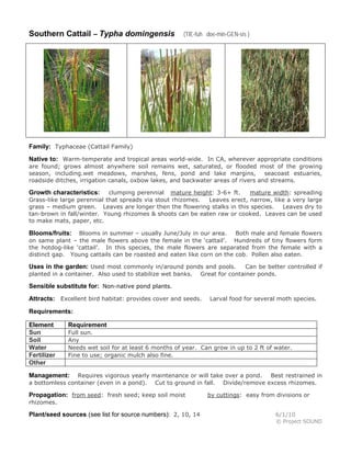 Southern Cattail – Typha domingensis (TIE-fuh doe-min-GEN-sis )
Family: Typhaceae (Cattail Family)
Native to: Warm-temperate and tropical areas world-wide. In CA, wherever appropriate conditions
are found; grows almost anywhere soil remains wet, saturated, or flooded most of the growing
season, including.wet meadows, marshes, fens, pond and lake margins, seacoast estuaries,
roadside ditches, irrigation canals, oxbow lakes, and backwater areas of rivers and streams.
Growth characteristics: clumping perennial mature height: 3-6+ ft. mature width: spreading
Grass-like large perennial that spreads via stout rhizomes. Leaves erect, narrow, like a very large
grass – medium green. Leaves are longer then the flowering stalks in this species. Leaves dry to
tan-brown in fall/winter. Young rhizomes & shoots can be eaten raw or cooked. Leaves can be used
to make mats, paper, etc.
Blooms/fruits: Blooms in summer – usually June/July in our area. Both male and female flowers
on same plant – the male flowers above the female in the ‘cattail’. Hundreds of tiny flowers form
the hotdog-like ‘cattail’. In this species, the male flowers are separated from the female with a
distinct gap. Young cattails can be roasted and eaten like corn on the cob. Pollen also eaten.
Uses in the garden: Used most commonly in/around ponds and pools. Can be better controlled if
planted in a container. Also used to stabilize wet banks. Great for container ponds.
Sensible substitute for: Non-native pond plants.
Attracts: Excellent bird habitat: provides cover and seeds. Larval food for several moth species.
Requirements:
Element Requirement
Sun Full sun.
Soil Any
Water Needs wet soil for at least 6 months of year. Can grow in up to 2 ft of water.
Fertilizer Fine to use; organic mulch also fine.
Other
Management: Requires vigorous yearly maintenance or will take over a pond. Best restrained in
a bottomless container (even in a pond). Cut to ground in fall. Divide/remove excess rhizomes.
Propagation: from seed: fresh seed; keep soil moist by cuttings: easy from divisions or
rhizomes.
Plant/seed sources (see list for source numbers): 2, 10, 14 6/1/10
© Project SOUND
 