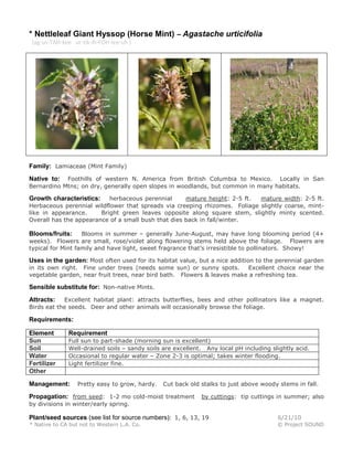 * Nettleleaf Giant Hyssop (Horse Mint) – Agastache urticifolia
(ag-us-TAH-kee ur-tik-ih-FOH-lee-uh )
Family: Lamiaceae (Mint Family)
Native to: Foothills of western N. America from British Columbia to Mexico. Locally in San
Bernardino Mtns; on dry, generally open slopes in woodlands, but common in many habitats.
Growth characteristics: herbaceous perennial mature height: 2-5 ft. mature width: 2-5 ft.
Herbaceous perennial wildflower that spreads via creeping rhizomes. Foliage slightly coarse, mint-
like in appearance. Bright green leaves opposite along square stem, slightly minty scented.
Overall has the appearance of a small bush that dies back in fall/winter.
Blooms/fruits: Blooms in summer – generally June-August, may have long blooming period (4+
weeks). Flowers are small, rose/violet along flowering stems held above the foliage. Flowers are
typical for Mint family and have light, sweet fragrance that’s irresistible to pollinators. Showy!
Uses in the garden: Most often used for its habitat value, but a nice addition to the perennial garden
in its own right. Fine under trees (needs some sun) or sunny spots. Excellent choice near the
vegetable garden, near fruit trees, near bird bath. Flowers & leaves make a refreshing tea.
Sensible substitute for: Non-native Mints.
Attracts: Excellent habitat plant: attracts butterflies, bees and other pollinators like a magnet.
Birds eat the seeds. Deer and other animals will occasionally browse the foliage.
Requirements:
Element Requirement
Sun Full sun to part-shade (morning sun is excellent)
Soil Well-drained soils – sandy soils are excellent. Any local pH including slightly acid.
Water Occasional to regular water – Zone 2-3 is optimal; takes winter flooding.
Fertilizer Light fertilizer fine.
Other
Management: Pretty easy to grow, hardy. Cut back old stalks to just above woody stems in fall.
Propagation: from seed: 1-2 mo cold-moist treatment by cuttings: tip cuttings in summer; also
by divisions in winter/early spring.
Plant/seed sources (see list for source numbers): 1, 6, 13, 19 6/21/10
* Native to CA but not to Western L.A. Co. © Project SOUND
 