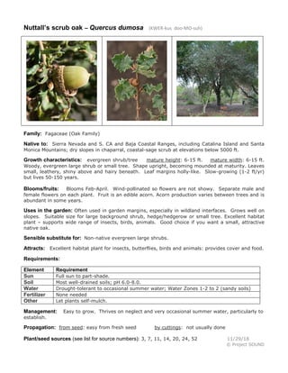 Nuttall’s scrub oak – Quercus dumosa (KWER-kus doo-MO-suh)
Family: Fagaceae (Oak Family)
Native to: Sierra Nevada and S. CA and Baja Coastal Ranges, including Catalina Island and Santa
Monica Mountains; dry slopes in chaparral, coastal-sage scrub at elevations below 5000 ft.
Growth characteristics: evergreen shrub/tree mature height: 6-15 ft. mature width: 6-15 ft.
Woody, evergreen large shrub or small tree. Shape upright, becoming mounded at maturity. Leaves
small, leathery, shiny above and hairy beneath. Leaf margins holly-like. Slow-growing (1-2 ft/yr)
but lives 50-150 years.
Blooms/fruits: Blooms Feb-April. Wind-pollinated so flowers are not showy. Separate male and
female flowers on each plant. Fruit is an edible acorn. Acorn production varies between trees and is
abundant in some years.
Uses in the garden: Often used in garden margins, especially in wildland interfaces. Grows well on
slopes. Suitable size for large background shrub, hedge/hedgerow or small tree. Excellent habitat
plant – supports wide range of insects, birds, animals. Good choice if you want a small, attractive
native oak.
Sensible substitute for: Non-native evergreen large shrubs.
Attracts: Excellent habitat plant for insects, butterflies, birds and animals: provides cover and food.
Requirements:
Element Requirement
Sun Full sun to part-shade.
Soil Most well-drained soils; pH 6.0-8.0.
Water Drought-tolerant to occasional summer water; Water Zones 1-2 to 2 (sandy soils)
Fertilizer None needed
Other Let plants self-mulch.
Management: Easy to grow. Thrives on neglect and very occasional summer water, particularly to
establish.
Propagation: from seed: easy from fresh seed by cuttings: not usually done
Plant/seed sources (see list for source numbers): 3, 7, 11, 14, 20, 24, 52 11/29/18
© Project SOUND
 