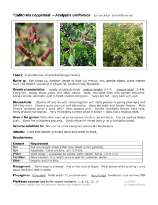 *California copperleaf – Acalypha californica (ak-uh-LY-fuh kal-ih-FOR-nik-uh )
Family: Euphorbiaceae (Euphorbia/Spurge Family)
Native to: San Diego Co, Sonoran Desert to Baja CA, Mexico; dry, granite slopes, along washes
from 700-4000 ft. elevation in Chaparral, Southern Oak Woodland.
Growth characteristics: woody shrub/sub-shrub mature height: 3-4 ft. mature width: 3-4 ft.
Evergreen, woody shrub unlike any other native. Neat, mounded form with slender branches.
Leaves simple, alternate, oval to heart-shaped and green. Twigs are red – gray bark with age.
Blooms/fruits: Blooms off and on with rains/irrigation with main periods in spring (Mar-Apr) and
fall (Sep-Nov). Flowers quite unusual and decorative. Separate male and female flowers. Male
flowers clustered about a spike which often appears pink. Female (pistillate) flowers have long,
thinly divided red stigmas. Very interesting a pretty when in bloom – looks like a tropical plant.
Uses in the garden: Most often used as an evergreen shrub or accent shrub. Can be used as hedge
plant. Does fine in planters and pots. Good choice for mixed beds or as a foundation plant.
Sensible substitute for: Non-native small evergreen shrubs like Raphiolepis
Attracts: Good bird habitat: provides cover and seeds for food.
Requirements:
Element Requirement
Sun Full sun to part-shade (afternoon shade in hot gardens).
Soil Adaptable. Clays are fine. pH: 6.0-8.0.
Water Wide range – occasional to weekly water (Water Zones 1-2 to 2-3).
Fertilizer None needed; ½ strength once a year for container plants.
Other Organic mulch is fine.
Management: Fairly easy to manage. Has a nice natural shape. Wear gloves when pruning – may
cause mild skin rash in some.
Propagation: from seed: fresh seed - ?? pre-treatment by cuttings: hardwood – cut summer/fall
Plant/seed sources (see list for source numbers): 1, 8, 11, 13, 14 11/3/08
* California native, but not native to Western Los Angeles County © Project SOUND
 