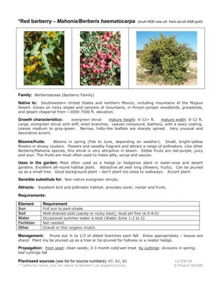 *Red barberry – Mahonia/Berberis haematocarpa (muh-HOE-nee-uh hem-at-oh-KAR-puh)
Family: Berberidaceae (Barberry Family)
Native to: Southwestern United States and northern Mexico, including mountains of the Mojave
Desert. Grows on rocky slopes and canyons of mountains, in Pinyon-juniper woodlands, grasslands,
and desert chaparral from ~3000-7500 ft. elevation.
Growth characteristics: evergreen shrub mature height: 6-12+ ft. mature width: 6-12 ft.
Large, evergreen shrub with stiff, erect branches. Leaves compound, leathery, with a waxy coating.
Leaves medium to gray-green. Narrow, holly-like leaflets are sharply spined. Very unusual and
decorative accent.
Blooms/fruits: Blooms in spring (Feb to June, depending on weather). Small, bright-yellow
flowers in showy clusters. Flowers and sweetly fragrant and attract a range of pollinators. Like other
Berberis/Mahonia species, this shrub is very attractive in bloom. Edible fruits are red-purple, juicy
and sour. The fruits are most often used to make jelly, syrup and sauces.
Uses in the garden: Most often used as a hedge or hedgerow plant in water-wise and desert
gardens. Excellent all-round habitat plant. Attractive all year long (flowers; fruits). Can be pruned
up as a small tree. Good background plant – don’t plant too close to walkways. Accent plant.
Sensible substitute for: Non-native evergreen shrubs.
Attracts: Excellent bird and pollinator habitat: provides cover, nectar and fruits.
Requirements:
Element Requirement
Sun Full sun to part-shade
Soil Well-drained soils (sandy or rocky best); local pH fine (6.0-8.0)
Water Occasional summer water is best (Water Zone 1-2 to 2)
Fertilizer Not needed.
Other Gravel or thin organic mulch.
Management: Prune out ¼ to 1/3 of oldest branches each fall. Dress appropriately – leaves are
sharp! Plant my be pruned up as a tree or tip-pruned for fullness or a neater hedge.
Propagation: from seed: clean seeds; 2-3 month cold/wet treat by cuttings: divisions in spring;
leaf cuttings fall
Plant/seed sources (see list for source numbers): 47, 61, 81 11/29/18
* California native, but not native to Western Los Angeles County © Project SOUND
 