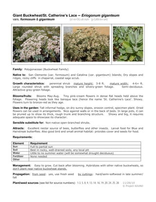 Giant Buckwheat/St. Catherine’s Lace – Eriogonum giganteum
vars. formosum & giganteum (er-ee-OG-uh-num jy-GAN-tee-um)
Family: Polygonaceae (Buckwheat Family)
Native to: San Clemente (var. formosum) and Catalina (var. giganteum) Islands; Dry slopes and
ridges, rocky cliffs in chaparral, coastal sage scrub.
Growth characteristics: perennial shrub mature height: 3-8 ft. mature width: 4-6+ ft.
Large rounded shrub with spreading branches and silvery-green foliage. Semi-deciduous.
Attractive gray-green foliage.
Blooms/fruits: Blooms May-Aug. Tiny pink-cream flowers in dense flat heads held above the
foliage. Flowering heads look like baroque lace (hence the name ‘St. Catherine’s Lace’. Showy.
Flowers turn to bronze-red as they age.
Uses in the garden: Tall informal hedge, on dry sunny slopes, erosion control, specimen plant. Dried
flowers can be used in arrangements. Nice against walls or in the back of beds. In large pots, it can
be pruned up to show its thick, rough trunk and branching structure. Showy and big, it requires
adequate space to showcase its character.
Sensible substitute for: Non-native open-branched shrubs.
Attracts: Excellent nectar source of bees, butterflies and other insects. Larval food for Blue and
Hairstreak butterflies. Also good bird and small animal habitat: provides cover and seeds for food.
Requirements:
Element Requirement
Sun Full to partial sun
Soil Best in rocky, well-drained soils; any local pH
Water Little to no summer water (will be somewhat drought deciduous)
Fertilizer None needed
Other
Management: Easy to grow. Cut back after blooming. Hybridizes with other native buckwheats, so
don’t plant near native buckwheat stands.
Propagation: from seed: yes, use fresh seed by cuttings: hard/semi-softwood in late summer/
fall
Plant/seed sources (see list for source numbers): 1-3, 5, 8, 9, 13, 14, 16, 19, 20, 24, 25, 28 11/29/10
© Project SOUND
 