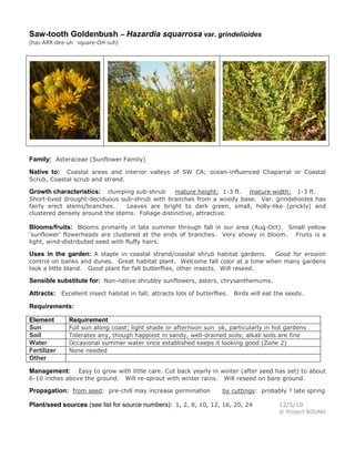 Saw-tooth Goldenbush – Hazardia squarrosa var. grindelioides
(has-ARR-dee-uh square-OH-suh)
Family: Asteraceae (Sunflower Family)
Native to: Coastal areas and interior valleys of SW CA; ocean-influenced Chaparral or Coastal
Scrub, Coastal scrub and strand.
Growth characteristics: clumping sub-shrub mature height: 1-3 ft. mature width: 1-3 ft.
Short-lived drought-deciduous sub-shrub with branches from a woody base. Var. grindelioides has
fairly erect stems/branches. Leaves are bright to dark green, small, holly-like (prickly) and
clustered densely around the stems. Foliage distinctive, attractive.
Blooms/fruits: Blooms primarily in late summer through fall in our area (Aug-Oct). Small yellow
‘sunflower’ flowerheads are clustered at the ends of branches. Very showy in bloom. Fruits is a
light, wind-distributed seed with fluffy hairs.
Uses in the garden: A staple in coastal strand/coastal shrub habitat gardens. Good for erosion
control on banks and dunes. Great habitat plant. Welcome fall color at a time when many gardens
look a little bland. Good plant for fall butterflies, other insects. Will reseed.
Sensible substitute for: Non-native shrubby sunflowers, asters, chrysanthemums.
Attracts: Excellent insect habitat in fall; attracts lots of butterflies. Birds will eat the seeds.
Requirements:
Element Requirement
Sun Full sun along coast; light shade or afternoon sun ok, particularly in hot gardens
Soil Tolerates any, though happiest in sandy, well-drained soils; alkali soils are fine
Water Occasional summer water once established keeps it looking good (Zone 2)
Fertilizer None needed
Other
Management: Easy to grow with little care. Cut back yearly in winter (after seed has set) to about
6-10 inches above the ground. Will re-sprout with winter rains. Will reseed on bare ground.
Propagation: from seed: pre-chill may increase germination by cuttings: probably ? late spring
Plant/seed sources (see list for source numbers): 1, 2, 8, 10, 12, 16, 20, 24 12/5/10
© Project SOUND
 