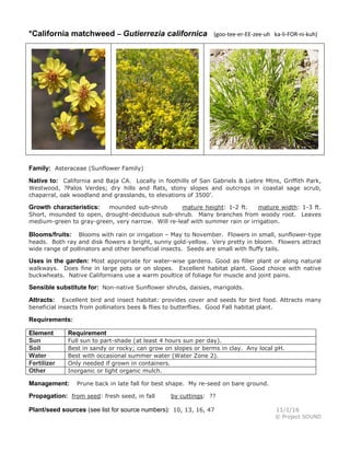 *California matchweed – Gutierrezia californica (goo-tee-er-EE-zee-uh ka-li-FOR-ni-kuh)
Family: Asteraceae (Sunflower Family)
Native to: California and Baja CA. Locally in foothills of San Gabriels & Liebre Mtns, Griffith Park,
Westwood, ?Palos Verdes; dry hills and flats, stony slopes and outcrops in coastal sage scrub,
chaparral, oak woodland and grasslands, to elevations of 3500'.
Growth characteristics: mounded sub-shrub mature height: 1-2 ft. mature width: 1-3 ft.
Short, mounded to open, drought-deciduous sub-shrub. Many branches from woody root. Leaves
medium-green to gray-green, very narrow. Will re-leaf with summer rain or irrigation.
Blooms/fruits: Blooms with rain or irrigation – May to November. Flowers in small, sunflower-type
heads. Both ray and disk flowers a bright, sunny gold-yellow. Very pretty in bloom. Flowers attract
wide range of pollinators and other beneficial insects. Seeds are small with fluffy tails.
Uses in the garden: Most appropriate for water-wise gardens. Good as filler plant or along natural
walkways. Does fine in large pots or on slopes. Excellent habitat plant. Good choice with native
buckwheats. Native Californians use a warm poultice of foliage for muscle and joint pains.
Sensible substitute for: Non-native Sunflower shrubs, daisies, marigolds.
Attracts: Excellent bird and insect habitat: provides cover and seeds for bird food. Attracts many
beneficial insects from pollinators bees & flies to butterflies. Good Fall habitat plant.
Requirements:
Element Requirement
Sun Full sun to part-shade (at least 4 hours sun per day).
Soil Best in sandy or rocky; can grow on slopes or berms in clay. Any local pH.
Water Best with occasional summer water (Water Zone 2).
Fertilizer Only needed if grown in containers.
Other Inorganic or light organic mulch.
Management: Prune back in late fall for best shape. My re-seed on bare ground.
Propagation: from seed: fresh seed, in fall by cuttings: ??
Plant/seed sources (see list for source numbers): 10, 13, 16, 47 11/1/16
© Project SOUND
 