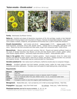 *Acton encelia – Encelia actoni (en-SEE-lee-a AK-ton-eye)
Family: Asteraceae (Sunflower Family)
Native to: Foothills and slopes of desert/dry mountains of CA, NV and Baja. Locally in San Gabriels
(particularly N-facing slopes) and mountains of Mojave, Sonoran & Great Basin Deserts; open areas,
rocky slopes in desert, chaparral, and grassland communities from 2,500 to 6,000 feet elevation.
Growth characteristics: part-woody sub-shrub mature height: 2-5 ft. mature width: 3-5 ft.
Multi-branched, evergreen shrub with slender stems. Leaves oval to triangular, gray-green and
hairy. Plants are low and mounded with little water; larger with occasional water. Pretty shrub.
Blooms/fruits: Blooms spring into early summer, Feb-Jul. Flowers are typical sunflower heads at
the ends of slender branches. Ray flowers (15-25) and disk flowers both a bright, golden yellow
(disk flowers slightly darker). Extremely bright and showy in bloom. Good pollinator plant.
Uses in the garden: Often included in habitat gardens. Good evergreen shrub for water-wise
gardens and difficult-to-water places. Does fine on slopes, hot places. Foliage provides nice contrast
with greener shrubs. Traditionally used as medicinal plant for rheumatism.
Sensible substitute for: Non-native bush sunflowers; California encelia (due to evergreen foliage).
Attracts: Excellent pollinator and bird habitat: provides nectar, pollen for wide range of bees,
butterflies and other pollinators. Provides cover and seeds for seed-eating birds, small animals.
Requirements:
Element Requirement
Sun Full sun.
Soil Best with well-drained (sandy or rocky in nature); berm if needed.
Water Low to moderate after first year (Water Zones 1 to 2); occasional water best
Fertilizer None needed.
Other Inorganic mulch or very thin organic (self-mulching is fine).
Management: Needs little care. Can cut back by 1/3 in fall to encourage fullness. Pest-free.
Propagation: from seed: easy from fresh seed by cuttings: likely yes; ? after blooming
Plant/seed sources (see list for source numbers): 6, 10, 13, 24 5/1/17
* California native, but not native to Western Los Angeles County © Project SOUND
 