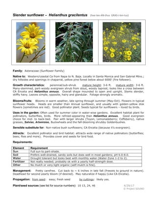 Slender sunflower – Helianthus gracilentus (hee-lee-AN-thus GRAS-i-len-tus)
Family: Asteraceae (Sunflower Family)
Native to: Western/coastal Ca from Napa to N. Baja. Locally in Santa Monica and San Gabriel Mtns.;
dry hillsides and openings in chaparral, yellow pine forest below about 6000' (fire follower).
Growth characteristics: perennial/sub-shrub mature height: 3-6 ft. mature width: 3-6 ft.
Many-stemmed, part-woody evergreen shrub from stout, woody taproot; looks like a cross between
CA Encelia and Helianthus annuus. Overall shape mounded to open and upright. Stems slender,
stiffly hairy. Leaves simple, opposite, hairy and glandular. Foliage strongly aromatic.
Blooms/fruits: Blooms in warm weather, late spring through summer (May-Oct). Flowers in typical
sunflower heads. Heads are smaller than Annual sunflower, and usually with golden-yellow disk
flowers (sometimes are red). Good pollinator plant. Seeds typical for sunflowers – loved by birds.
Uses in the garden: Often used for summer color in water-wise gardens. Excellent habitat plant for
pollinators, butterflies, birds. More refined-appearing than Helianthus annuus. Good evergreen
choice for mid- to back-bed. Pair with larger shrubs (Toyon; Lemonadeberry; Coffeberry), native
grasses, Salvias, Artemisias, Buckwheats and the fall-blooming shrubby Goldenbushes.
Sensible substitute for: Non-native bush sunflowers; CA Encelia (because it’s evergreen).
Attracts: Excellent pollinator and bird habitat: attracts wide range of native pollinators (butterflies;
bees; flies and more). Provides cover and seeds for bird food.
Requirements:
Element Requirement
Sun Full sun to part-shade.
Soil Prefers well-drained, sandy soils but does well in most gardens; pH 6.0-8.0.
Water Drought tolerant but looks best with monthly water (Water Zone 1-2 to 2).
Fertilizer Not really needed; probably ok with a yearly half-strength dose.
Other No mulch or very light organic (self-mulch is fine).
Management: Pretty carefree. Cut back to ~ 6 inches in late fall (freezes to ground in nature).
Deadhead for second yearly bloom (if desired). May naturalize if happy (Like CA Encelia).
Propagation: from seed: easy; fresh seed by cuttings: likely yes.
Plant/seed sources (see list for source numbers): 10 13, 24, 46 4/29/17
© Project SOUND
 