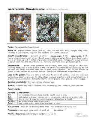 Island hazardia – Hazardiadetonsa (haz-ZAR-dee-uh de-TON-suh)
Family: Asteraceae (Sunflower Family)
Native to: Northern Channel Islands (Anacapa, Santa Cruz and Santa Rosa); on open rocky slopes,
sea cliffs, in coastal scrub, chaparral, pine woodland at < 1500 ft. elevation.
Growth characteristics: perennial sub-shrub mature height: 3-8 ft. mature width: 3-5 ft.
Mostly evergreen part-woody shrub. Overall shape is open and upright from a dense basal rosette.
Leaves are thick, up to 5 ½ inches long; ovate with serrated edges. Foliage color is silver-gray due
to dense, wooly hairs that cover the leaves. Form and color make this a good accent plant.
Blooms/fruits: Blooms when conditions are favorable, from spring through fall (Mar-Nov).
Flowering heads grow in loose clusters at the ends of flowering stalks (stalks white-hairy). Flowers
are small and mostly contained within row of white bracts (phyllaries). Ray and disk flowers are
yellow, but may become red or purple with age. Seeds have fluffy bristles; wind distributed.
Uses in the garden: This rare plant is well-suited for dry S. CA gardens. Looks nice with local
buckwheats, sages and grasses. Its white foliage, relatively large leaves and unusual shape make it
a choice native accent plant. Perfect for Channel Islands gardens, white gardens. Fine on slopes.
Sensible substitute for: Non-native shrubs of similar size.
Attracts: Excellent bird habitat: provides cover and seeds for food. Cover for small creatures.
Requirements:
Element Requirement
Sun Full sun (coast) to part-shade (inland). Bright shade is best.
Soil Well-drained soils best, including rocky; tolerates clay. Neutral pH (6.00 to 7.50).
Water Semi-dry to 1-2 times per month in summer (Water Zone 1-2 to 2).
Fertilizer Not needed unless grown in containers.
Other Light organic mulch (natural leaf litter best) or none.
Management: Prune off old flowering stalks in fall. Don’t over-water in heavier soils.
Propagation: from seed: easy with fresh seed, fall by cuttings: ??
Plant/seed sources (see list for source numbers): 11, 13, 43 11/29/16
© Project SOUND
 