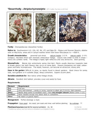 *Desertholly – Atriplexhymenelytra (AT-ri-plex hy-men-o-LIE-tra)
Family: Chenopodiaceae (Goosefoot Family)
Native to: Southwestern U.S. (CA, AZ, NV, UT) and Baja CA - Mojave and Sonoran Deserts; alkaline
soils on hilly/rocky areas and in canyon washes rather than lower flats/playas to ~ 4500 ft.
Growth characteristics: perennial sub-shrub mature height: 2-3 ft. mature width: 2-3 ft.
Compact, mounded shrub with intensely white/silver foliage. Leaves look similar to holly in shape –
hence the common name. The foliage is highly light-reflective and very attractive. Slow-growing.
Blooms/fruits: Blooms late winter/early spring (Jan-Apr). Plants usually dioecious (separate male
& female plants) but both flowers may occur on same plant. Flowers themselves are small, yellow-
green and fairly inconspicuous. The seeds, however, can become an attractive, showy pink.
Uses in the garden: Difficult to grow, so mostly found in desert gardens. Good choice for sandy
soils, rock gardens or in suitable (large; deep) containers. Superb accent plant.
Sensible substitute for: Non-native white-foliage shrubs.
Attracts: Excellent bird habitat: provides cover and seeds for food.
Requirements:
Element Requirement
Sun Full sun.
Soil Very well-drained – sandy or rocky; neutral to alkali pH (7.0-8.5). Salt-tolerant.
Water Needs deep water to establish roots. Then very drought tolerant (Water Zone 1-1/2)
Fertilizer None needed except very dilute dose in containers.
Other No mulch or gravel mulch.
Management: Perfect drainage a must.
Propagation: from seed: dry seed; pre-soak and rinse well before planting by cuttings: ??
Plant/seed sources (see list for source numbers): 16, 38 11/30/16
* California native, but not native to Western Los Angeles County © Project SOUND
 