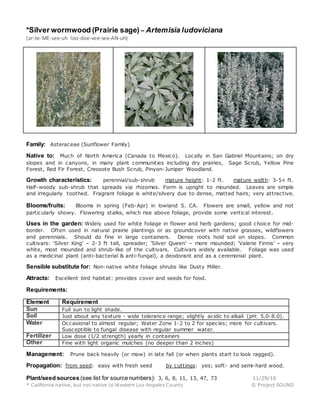 *Silver wormwood (Prairie sage) – Artemisia ludoviciana
(ar-te-ME-see-uh loo-doe-vee-see-AN-uh)
Family: Asteraceae (Sunflower Family)
Native to: Much of North America (Canada to Mexico). Locally in San Gabriel Mountains; on dry
slopes and in canyons, in many plant communities including dry prairies, Sage Scrub, Yellow Pine
Forest, Red Fir Forest, Creosote Bush Scrub, Pinyon-Juniper Woodland.
Growth characteristics: perennial/sub-shrub mature height: 1-2 ft. mature width: 3-5+ ft.
Half-woody sub-shrub that spreads via rhizomes. Form is upright to mounded. Leaves are simple
and irregularly toothed. Fragrant foliage is white/silvery due to dense, matted hairs; very attractive.
Blooms/fruits: Blooms in spring (Feb-Apr) in lowland S. CA. Flowers are small, yellow and not
particularly showy. Flowering stalks, which rise above foliage, provide some vertical interest.
Uses in the garden: Widely used for white foliage in flower and herb gardens; good choice for mid-
border. Often used in natural prairie plantings or as groundcover with native grasses, wildflowers
and perennials. Should do fine in large containers. Dense roots hold soil on slopes. Common
cultivars: ‘Silver King’ – 2-3 ft tall, spreader; ‘Silver Queen’ – more mounded; ‘Valerie Finnis’ – very
white, most mounded and shrub-like of the cultivars. Cultivars widely available. Foliage was used
as a medicinal plant (anti-bacterial & anti-fungal), a deodorant and as a ceremonial plant.
Sensible substitute for: Non-native white foliage shrubs like Dusty Miller.
Attracts: Excellent bird habitat: provides cover and seeds for food.
Requirements:
Element Requirement
Sun Full sun to light shade.
Soil Just about any texture - wide tolerance range; slightly acidic to alkali (pH: 5.0-8.0).
Water Occasional to almost regular; Water Zone 1-2 to 2 for species; more for cultivars.
Susceptible to fungal disease with regular summer water.
Fertilizer Low dose (1/2 strength) yearly in containers
Other Fine with light organic mulches (no deeper than 2 inches)
Management: Prune back heavily (or mow) in late fall (or when plants start to look ragged).
Propagation: from seed: easy with fresh seed by cuttings: yes; soft- and semi-hard wood.
Plant/seed sources (see list for source numbers): 3, 6, 8, 11, 13, 47, 73 11/29/16
* California native, but not native to Western Los Angeles County © Project SOUND
 