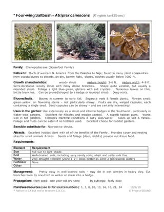 * Four-wing Saltbush – Atriplex canescens (AT-ry-pleks kan-ESS-sens )
Family: Chenopodiaceae (Goosefoot Family)
Native to: Much of western N. America from the Dakotas to Baja; found in many plant communities
from coastal dunes to deserts, on dry, barren flats, slopes, washes usually below 7000 ft.
Growth characteristics: woody shrub mature height: 3-6 ft. mature width: 4-8 ft.
Semi-deciduous woody shrub with many dense branches. Shape quite variable, but usually a
mounded shrub. Foliage a light blue-green, glistens with salt crystals. Numerous leaves on thin,
brittle branches. Can be pruned/shaped to a hedge or rounded shrub. Deep roots.
Blooms/fruits: Blooms in summer to early fall. Separate male & female plants. Flowers small,
green-yellow, on flowering stems – not particularly showy. Fruits are dry, winged capsules, each
containing a single seed. Seed capsules can be showy – and are certainly interesting!
Uses in the garden: Use extensively as a shrub and informal hedges in the Southwest, particularly in
water-wise gardens. Excellent for hillsides and erosion control. A superb habitat plant. Works
well in hot gardens. Tolerates maritime conditions & salty soils/water. Takes up salt & metals.
Foliage and fruits can be eaten if no fertilizer used. Excellent choice for habitat gardens.
Sensible substitute for: Non-native shrubs.
Attracts: Excellent habitat plant with all of the benefits of the Family. Provides cover and nesting
sites for small animals & birds. Seeds and foliage (deer, rabbits) provide nutritious food.
Requirements:
Element Requirement
Sun Full sun to light shade.
Soil Well-drained soils, including very sandy soils; alkali and salty soils fine.
Water Very drought tolerant (Zone 1-2); looks better as Zone 2 (occasional water)
Fertilizer None.
Other
Management: Pretty easy in well-drained soils – may die in wet winters in heavy clay. Cut
branches back by one-third in winter or shear into a hedge.
Propagation: from seed: use year-old dry seed by cuttings: fairly easy
Plant/seed sources (see list for source numbers): 1, 3, 8, 10, 13, 14, 16, 21, 24 1/29/10
* Native to CA but not to Western L.A. Co. © Project SOUND
 