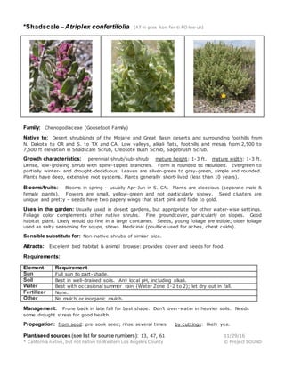 *Shadscale – Atriplex confertifolia (AT-ri-plex kon-fer-ti-FO-lee-uh)
Family: Chenopodiaceae (Goosefoot Family)
Native to: Desert shrublands of the Mojave and Great Basin deserts and surrounding foothills from
N. Dakota to OR and S. to TX and CA. Low valleys, alkali flats, foothills and mesas from 2,500 to
7,500 ft elevation in Shadscale Scrub, Creosote Bush Scrub, Sagebrush Scrub.
Growth characteristics: perennial shrub/sub-shrub mature height: 1-3 ft. mature width: 1-3 ft.
Dense, low-growing shrub with spine-tipped branches. Form is rounded to mounded. Evergreen to
partially winter- and drought-deciduous, Leaves are silver-green to gray-green, simple and rounded.
Plants have deep, extensive root systems. Plants generally short-lived (less than 10 years).
Blooms/fruits: Blooms in spring – usually Apr-Jun in S. CA. Plants are dioecious (separate male &
female plants). Flowers are small, yellow-green and not particularly showy. Seed clusters are
unique and pretty – seeds have two papery wings that start pink and fade to gold.
Uses in the garden: Usually used in desert gardens, but appropriate for other water-wise settings.
Foliage color complements other native shrubs. Fine groundcover, particularly on slopes. Good
habitat plant. Likely would do fine in a large container. Seeds, young foliage are edible; older foliage
used as salty seasoning for soups, stews. Medicinal (poultice used for aches, chest colds).
Sensible substitute for: Non-native shrubs of similar size.
Attracts: Excellent bird habitat & animal browse: provides cover and seeds for food.
Requirements:
Element Requirement
Sun Full sun to part-shade.
Soil Best in well-drained soils. Any local pH, including alkali.
Water Best with occasional summer rain (Water Zone 1-2 to 2); let dry out in fall.
Fertilizer None.
Other No mulch or inorganic mulch.
Management: Prune back in late fall for best shape. Don’t over-water in heavier soils. Needs
some drought stress for good health.
Propagation: from seed: pre-soak seed; rinse several times by cuttings: likely yes.
Plant/seed sources (see list for source numbers): 13, 47, 61 11/29/16
* California native, but not native to Western Los Angeles County © Project SOUND
 