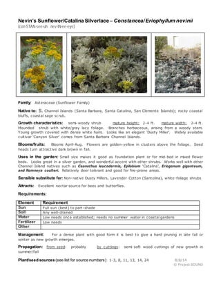 Nevin’s Sunflower/Catalina Silverlace– Constancea/Eriophyllum nevinii
(con STAN-see-uh nev-IN-ee-eye)
Family: Asteraceae (Sunflower Family)
Native to: S. Channel Islands (Santa Barbara, Santa Catalina, San Clemente Islands); rocky coastal
bluffs, coastal sage scrub.
Growth characteristics: semi-woody shrub mature height: 2-4 ft. mature width: 2-4 ft.
Mounded shrub with white/gray lacy foliage. Branches herbaceous, arising from a woody stem.
Young growth covered with dense white hairs. Looks like an elegant ‘Dusty Miller’. Widely available
cultivar ‘Canyon Silver’ comes from Santa Barbara Channel Islands.
Blooms/fruits: Blooms April-Aug. Flowers are golden-yellow in clusters above the foliage. Seed
heads turn attractive dark brown in fall.
Uses in the garden: Small size makes it good as foundation plant or for mid-bed in mixed flower
beds. Looks great in a silver garden, and wonderful accent with other shrubs. Works well with other
Channel Island natives such as Ceanothus leucodermis, Epilobium ‘Catalina’, Eriogonum giganteum,
and Romneya coulteri. Relatively deer tolerant and good for fire-prone areas.
Sensible substitute for: Non-native Dusty Millers, Lavender Cotton (Santolina), white-foliage shrubs
Attracts: Excellent nectar source for bees and butterflies.
Requirements:
Element Requirement
Sun Full sun (best) to part-shade
Soil Any well-drained
Water Low needs once established; needs no summer water in coastal gardens
Fertilizer Low needs
Other
Management: For a dense plant with good form it is best to give a hard pruning in late fall or
winter as new growth emerges.
Propagation: from seed: probably by cuttings: semi-soft wood cuttings of new growth in
summer/fall
Plant/seed sources (see list for source numbers): 1-3, 8, 11, 13, 14, 24 8/8/14
© Project SOUND
 
