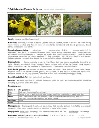 * Brittlebush – Encelia farinosa (en-SEE-lee-uh far-ee-NO-suh)
Family: Asteraceae (Sunflower Family)
Native to: Colorado, Sonoran & Mojave Deserts from CA to Utah, south to Mexico; on south-facing
rocky slopes, washes and flats in open oak woodlands, semidesert and desert grasslands, desert
scrub, and coastal sage scrub.
Growth characteristics: sub-shrub mature height: 3-5 ft. mature width: 3-5 ft.
Evergreen (with water) or drought-deciduous shrub from a woody, succulent base. Many-branched
with dense, rounded appearance. Leaves are simple, light green to velvety-white. Leaf size varies
considerably depending on water availability. Quick-growing. May be short-lived in the garden.
Foliage releases chemicals that inhibit the growth of other plants (allelopathy).
Blooms/fruits: Blooms primarily in spring (Mar-May), but may bloom sporadically depending on
rains. Flowers are typical yellow ‘sunflower’ heads on bare stalks above the foliage. Very showy in
bloom, when there may be hundreds of flower heads. Flowers are sweetly fragrant.
Uses in the garden: Often used for erosion control on slopes. Nice addition to the Silver Garden.
Excellent choice for desert-themed garden, rock garden, at the back of water-wise mixed beds.
Excellent choice for hot, dry gardens; does not do well near the coast (too foggy & damp).
Sensible substitute for: Non-native bush sunflowers.
Attracts: Excellent bird habitat: provides cover and seeds for food. Attracts many insect pollinators
including butterflies and native bees.
Requirements:
Element Requirement
Sun Full sun; fine with reflected heat.
Soil Sandy or rocky well-drained soils – does poorly on heavy clays; alkali soils fine.
Water Don’t over-water once established; Zone 1-2 best (water only during long dry
periods). Over-watered plants are leggy, brittle.
Fertilizer none
Other
Management: Prune spent flowerheads as desired. Cut back by at least ½ in fall to keep growth
compact. Plant roots resent moving, so plant out in place when young.
Propagation: from seed: in spring; soak seed in warm water for 1 hr. by cuttings: tip cuttings
Plant/seed sources (see list for source numbers): 1, 3, 6, 8, 10, 13, 14, 16, 21, 20, 24 12/1/08
* Native to CA but not to Western L.A. Co. © Project SOUND
 