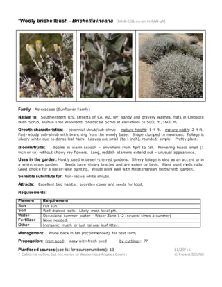 *Wooly brickellbush – Brickellia incana (brick-KELL-ee-uh in-CAN-uh)
Family: Asteraceae (Sunflower Family)
Native to: Southwestern U.S. Deserts of CA, AZ, NV; sandy and gravelly washes, flats in Creosote
Bush Scrub, Joshua Tree Woodland, Shadscale Scrub at elevations to 5000 ft./1600 m.
Growth characteristics: perennial shrub/sub-shrub mature height: 1-4 ft. mature width: 2-4 ft.
Part-woody sub-shrub with branching from the woody base. Shape clumped to mounded. Foliage is
silvery white due to dense leaf hairs. Leaves are small (to 1 inch), rounded, simple. Pretty plant.
Blooms/fruits: Blooms in warm season – anywhere from April to fall. Flowering heads small (1
inch or so) without showy ray flowers. Long, reddish stamens extend out – unusual appearance.
Uses in the garden: Mostly used in desert-themed gardens. Silvery foliage is idea as an accent or in
a white/moon garden. Seeds have showy bristles and are eaten by birds. Plant used medicinally.
Good choice for a water-wise planting. Would work well with Mediterranean herbs/herb garden.
Sensible substitute for: Non-native white shrubs.
Attracts: Excellent bird habitat: provides cover and seeds for food.
Requirements:
Element Requirement
Sun Full sun.
Soil Well-drained soils. Likely most local pH.
Water Occasional summer water – Water Zone 1-2 (several times a summer)
Fertilizer None needed.
Other Inorganic mulch or just natural leaf litter.
Management: Prune back in fall (recommended) for best form.
Propagation: from seed: easy with fresh seed by cuttings: ??
Plant/seed sources (see list for source numbers): 13 11/29/16
* California native, but not native to Western Los Angeles County © Project SOUND
 