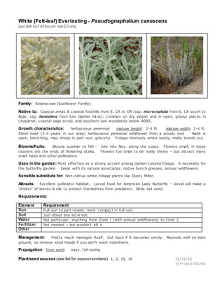 White (Felt-leaf) Everlasting – Pseudognaphalium canescens
(sue-doh-na-FAY-lee-um kan-ES-ens)
Family: Asteraceae (Sunflower Family)
Native to: Coastal areas & coastal foothills from S. CA to OR (ssp. microcephala from S. CA south to
Baja; ssp. beneolens from San Gabriel mtns); common on dry slopes and in open, grassy places in
chaparral, coastal sage scrub, and southern oak woodlands below 4000'.
Growth characteristics: herbaceous perennial mature height: 2-4 ft. mature width: 2-4 ft.
Short-lived (2-4 years in our area) herbaceous perennial wildflower from a woody root. Habit is
open, branching, may droop in part-sun; graceful. Foliage intensely white-wooly; really stands out.
Blooms/fruits: Blooms summer to fall - July into Nov. along the coast. Flowers small, in loose
clusters are the ends of flowering stalks. Flowers too small to be really showy – but attract many
small bees and other pollinators.
Uses in the garden: Most effective as a silvery accent among darker-colored foliage. A necessity for
the butterfly garden. Great with its natural associates: native bunch grasses, annual wildflowers.
Sensible substitute for: Non-native white-foliage plants like Dusty Miller.
Attracts: Excellent pollinator habitat. Larval food for American Lady Butterfly – larval will make a
‘shelter’ of leaves & silk to protect themselves from predation. Birds eat seed.
Requirements:
Element Requirement
Sun Full sun to part-shade; more compact in full sun.
Soil Just about any local soil.
Water Not particular; anything from Zone 1 (with annual wildflowers) to Zone 2.
Fertilizer Not needed – but wouldn’t kill it.
Other
Management: Pretty much manages itself. Cut back if it becomes unruly. Reseeds well on bare
ground, so remove seed heads if you don’t want volunteers.
Propagation: from seed: easy, fall-spring
Plant/seed sources (see list for source numbers): 1, 2, 10, 16 12/12/10
© Project SOUND
 