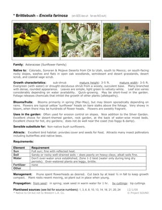 * Brittlebush – Encelia farinosa (en-SEE-lee-uh far-ee-NO-suh)
Family: Asteraceae (Sunflower Family)
Native to: Colorado, Sonoran & Mojave Deserts from CA to Utah, south to Mexico; on south-facing
rocky slopes, washes and flats in open oak woodlands, semidesert and desert grasslands, desert
scrub, and coastal sage scrub.
Growth characteristics: sub-shrub mature height: 3-5 ft. mature width: 3-5 ft.
Evergreen (with water) or drought-deciduous shrub from a woody, succulent base. Many-branched
with dense, rounded appearance. Leaves are simple, light green to velvety-white. Leaf size varies
considerably depending on water availability. Quick-growing. May be short-lived in the garden.
Foliage releases chemicals that inhibit the growth of other plants (allelopathy).
Blooms/fruits: Blooms primarily in spring (Mar-May), but may bloom sporadically depending on
rains. Flowers are typical yellow ‘sunflower’ heads on bare stalks above the foliage. Very showy in
bloom, when there may be hundreds of flower heads. Flowers are sweetly fragrant.
Uses in the garden: Often used for erosion control on slopes. Nice addition to the Silver Garden.
Excellent choice for desert-themed garden, rock garden, at the back of water-wise mixed beds.
Excellent choice for hot, dry gardens; does not do well near the coast (too foggy & damp).
Sensible substitute for: Non-native bush sunflowers.
Attracts: Excellent bird habitat: provides cover and seeds for food. Attracts many insect pollinators
including butterflies and native bees.
Requirements:
Element Requirement
Sun Full sun; fine with reflected heat.
Soil Sandy or rocky well-drained soils – does poorly on heavy clays; alkali soils fine.
Water Don’t over-water once established; Zone 1-2 best (water only during long dry
periods). Over-watered plants are leggy, brittle.
Fertilizer none
Other
Management: Prune spent flowerheads as desired. Cut back by at least ½ in fall to keep growth
compact. Plant roots resent moving, so plant out in place when young.
Propagation: from seed: in spring; soak seed in warm water for 1 hr. by cuttings: tip cuttings
Plant/seed sources (see list for source numbers): 1, 3, 6, 8, 10, 13, 14, 16, 21, 20, 24 12/1/08
* Native to CA but not to Western L.A. Co. © Project SOUND
 