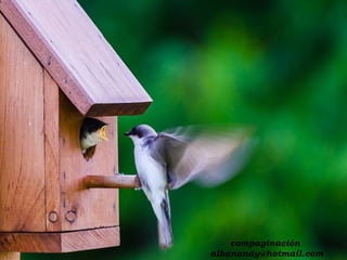 compaginación
albanandy@hotmail.com