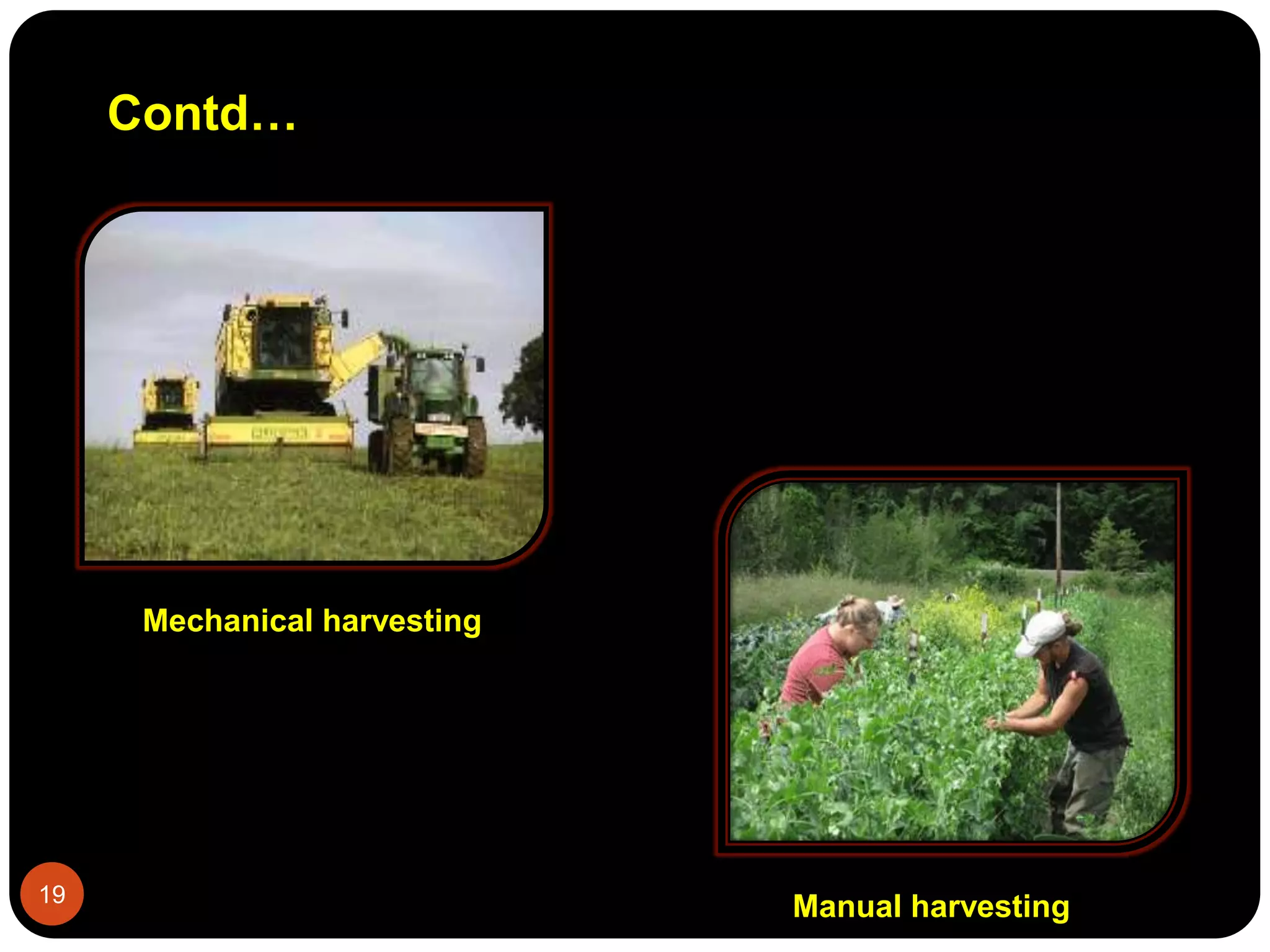 Mechanical harvesting
Manual harvesting
Contd…
19
 