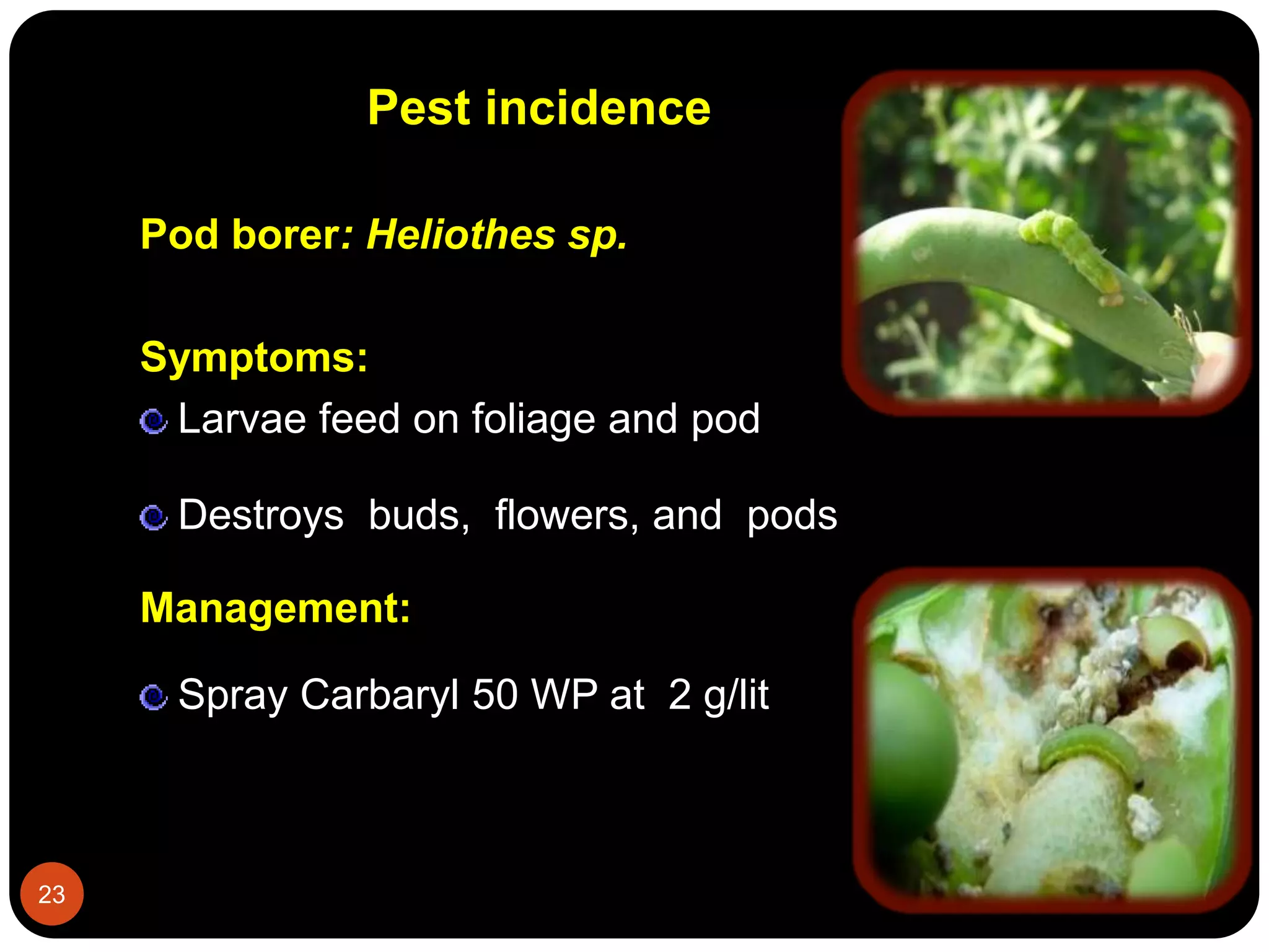 Pest incidence
Pod borer: Heliothes sp.
Symptoms:
Larvae feed on foliage and pod
Destroys buds, flowers, and pods
Management:
Spray Carbaryl 50 WP at 2 g/lit
23
 