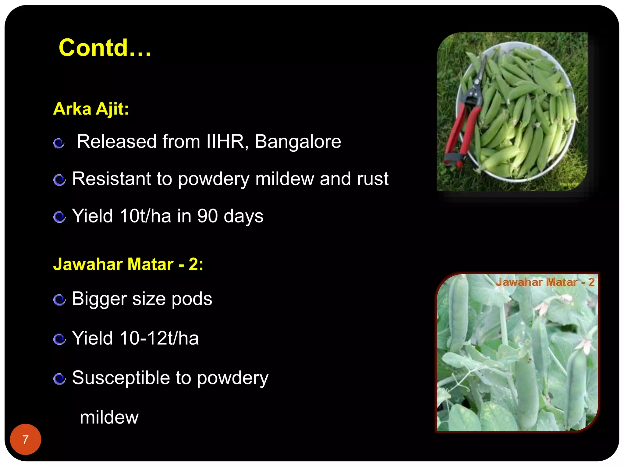 Contd…
Arka Ajit:
Released from IIHR, Bangalore
Resistant to powdery mildew and rust
Yield 10t/ha in 90 days
Jawahar Matar - 2:
Bigger size pods
Yield 10-12t/ha
Susceptible to powdery
mildew
7
 