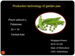 Pisum sativum L.
Fabaceae
2n = 14
Central Asia
Production technology of garden pea
Ningappa Kirasur
2014-12-129
Dept. of Olericulture
COH, Vellanikkara1
 