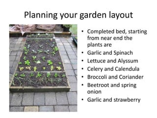 Planning your garden layout
              • Completed bed, starting
                from near end the
                plants are
              • Garlic and Spinach
              • Lettuce and Alyssum
              • Celery and Calendula
              • Broccoli and Coriander
              • Beetroot and spring
                onion
              • Garlic and strawberry
 