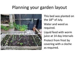 Planning your garden layout
              • This bed was planted on
                the 18th of July.
              • Water and weed as
                required.
              • Liquid feed with worm
                juice at 14 day intervals
              • Protect from frost by
                covering with a cloche
                as required.
 