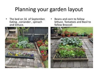 Planning your garden layout
• The bed on 16 of September.    • Beans and corn to follow
  Eating , coriander , spinach     lettuce. Tomatoes and Basil to
  and lettuce.                     follow Broccoli




• Spinach and lettuce ready
 