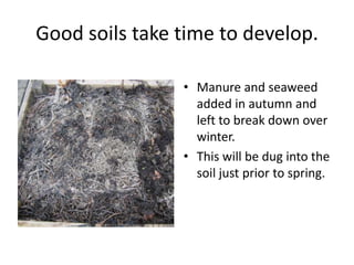 Good soils take time to develop.

                • Manure and seaweed
                  added in autumn and
                  left to break down over
                  winter.
                • This will be dug into the
                  soil just prior to spring.
 